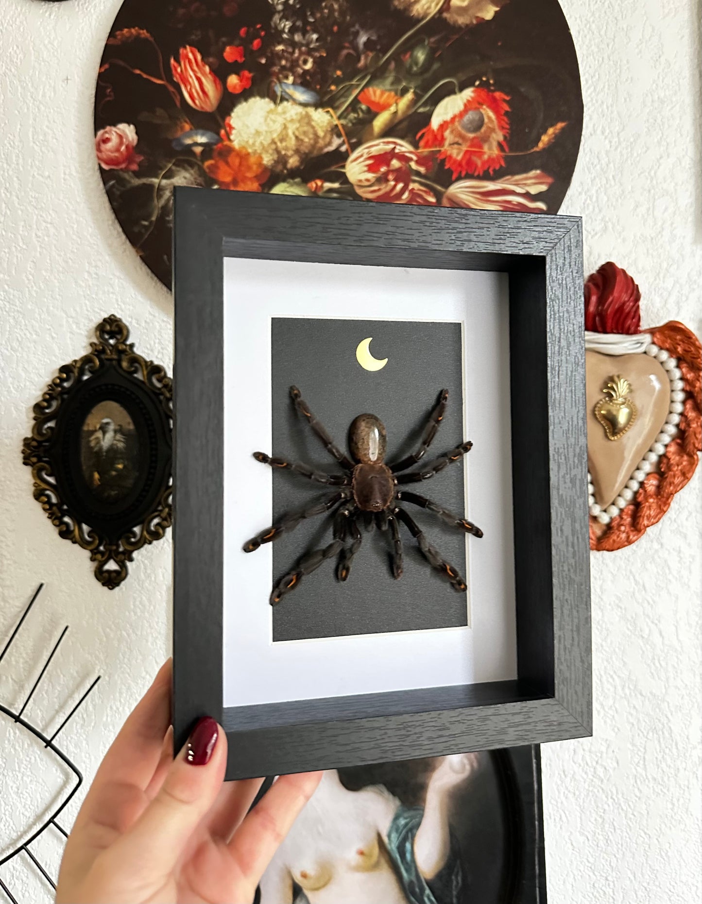 Mue de mygale Psalmopoeus irminia et pierre