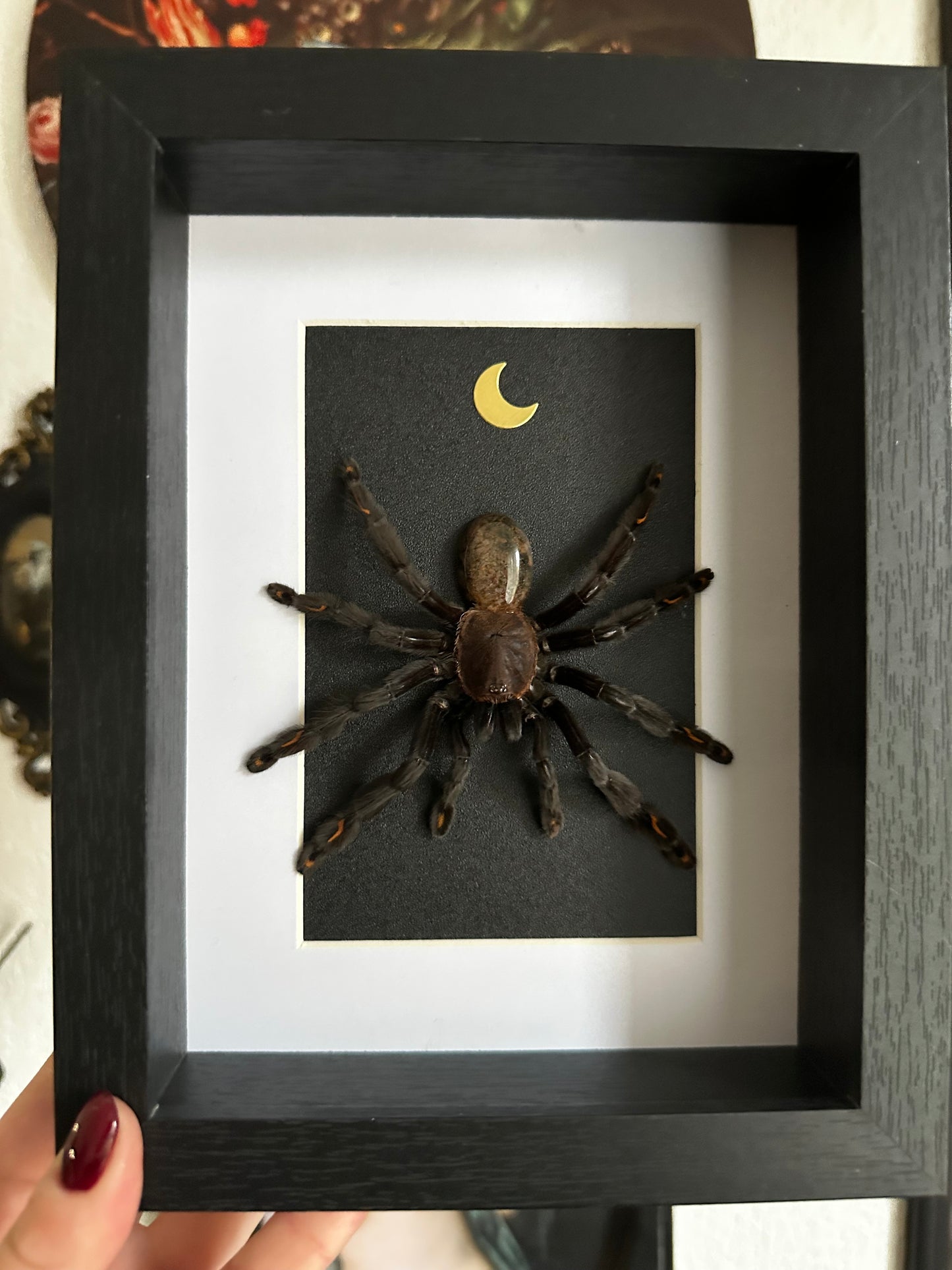 Mue de mygale Psalmopoeus irminia et pierre