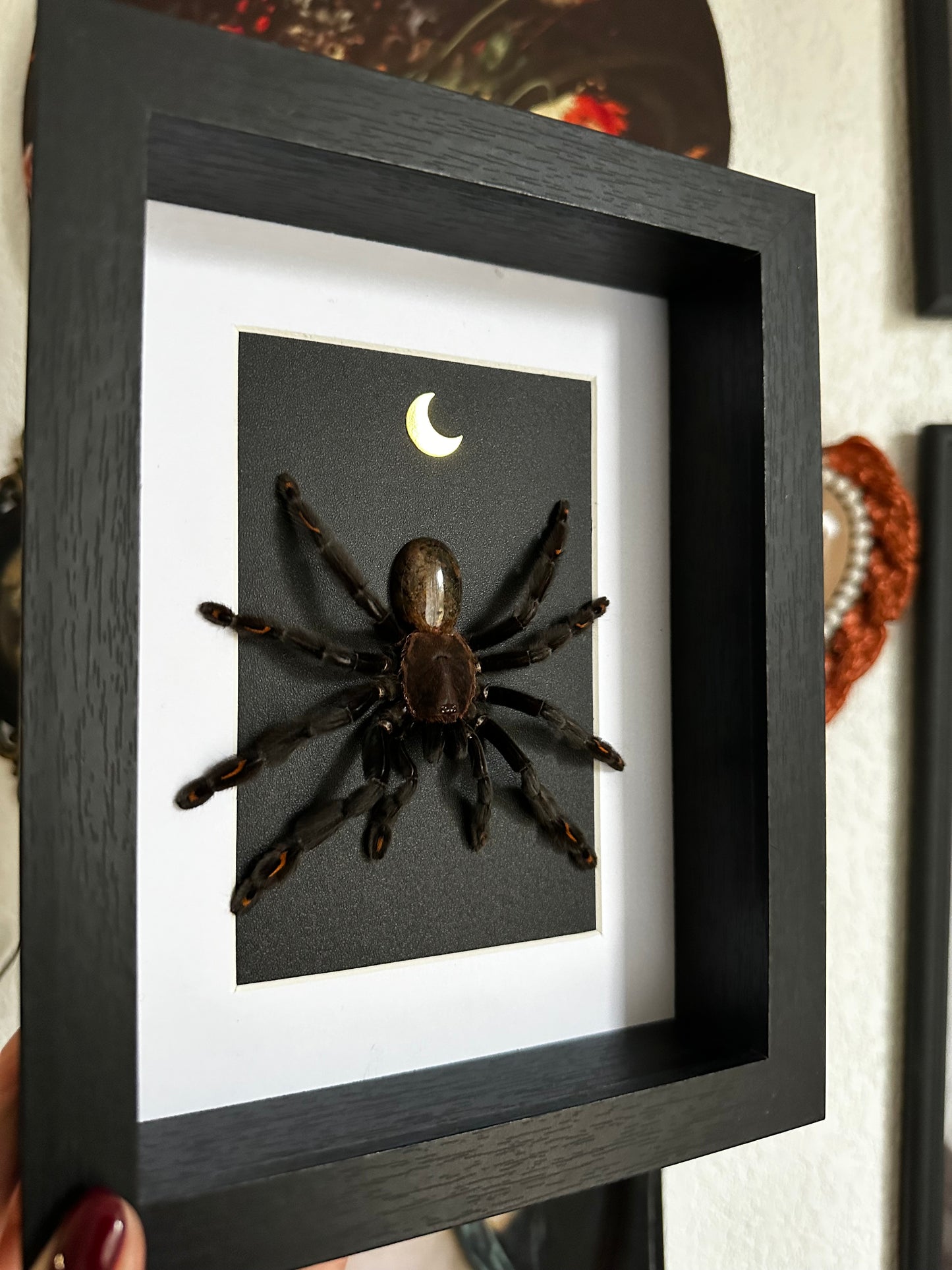 Mue de mygale Psalmopoeus irminia et pierre