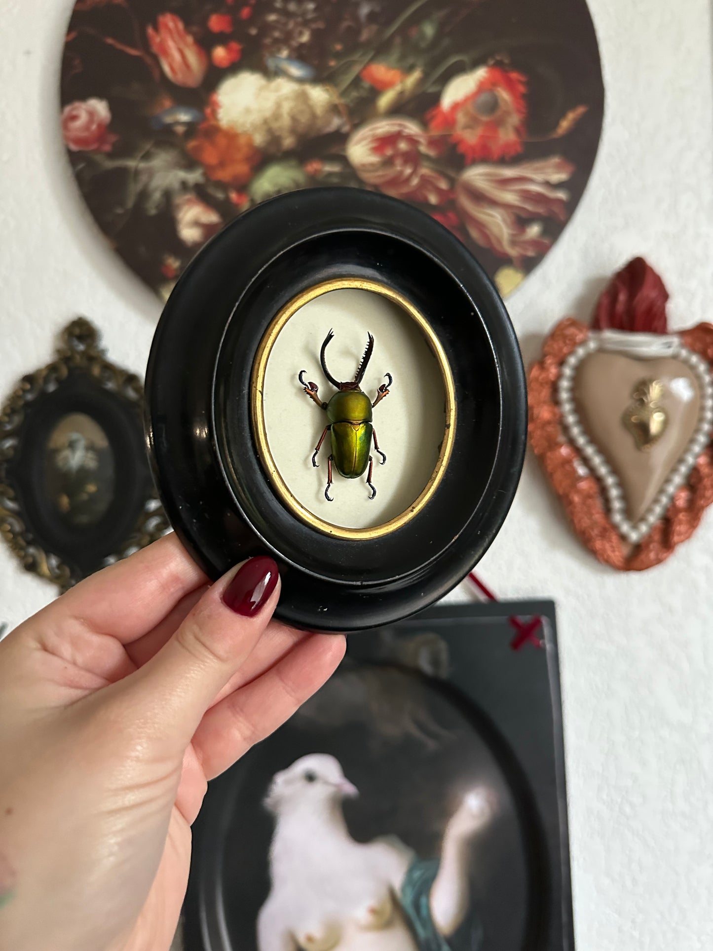 Small beetle (Lamprima adolphinae)