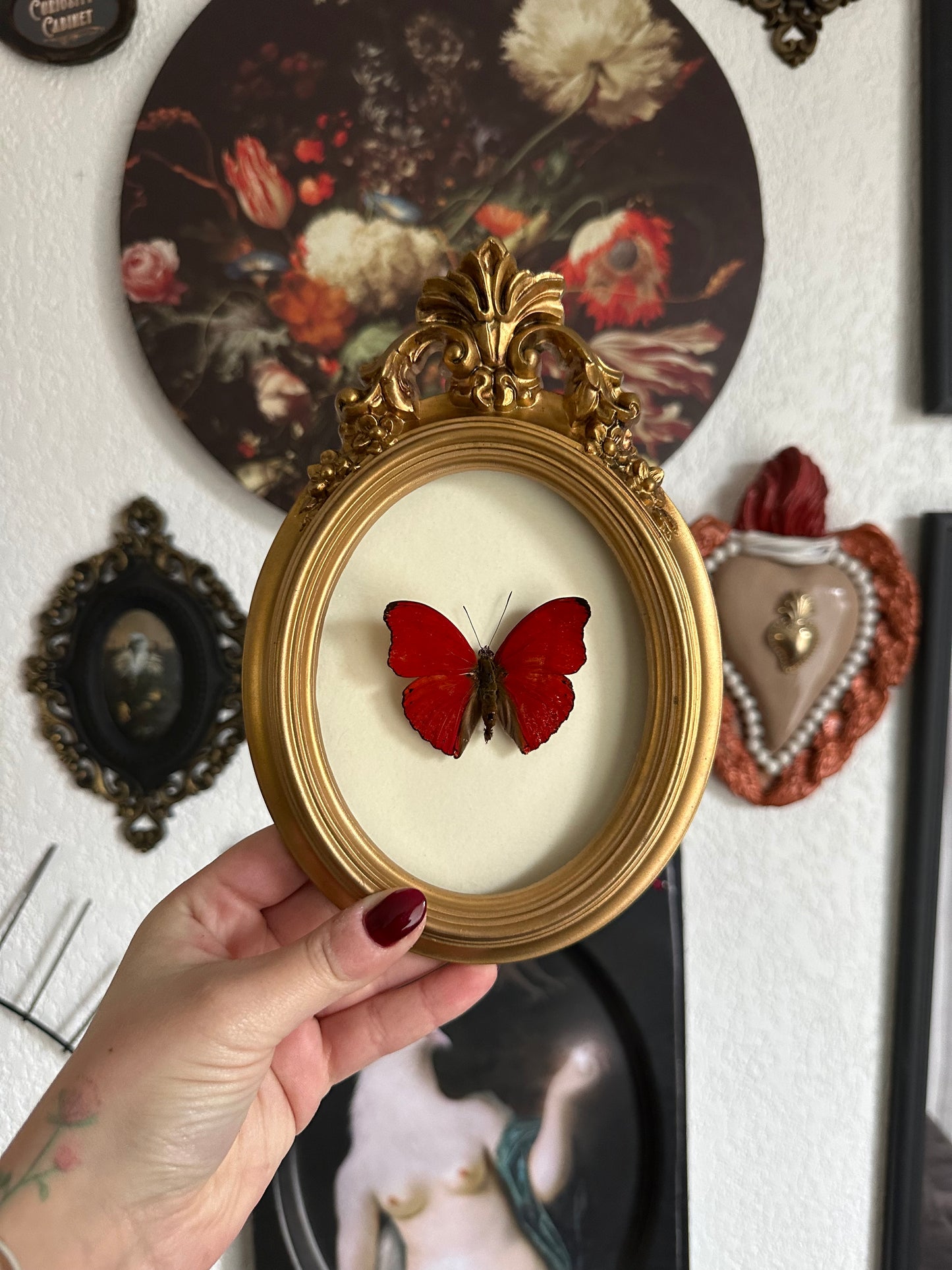 Red butterfly (Cymothoe sangaris)
