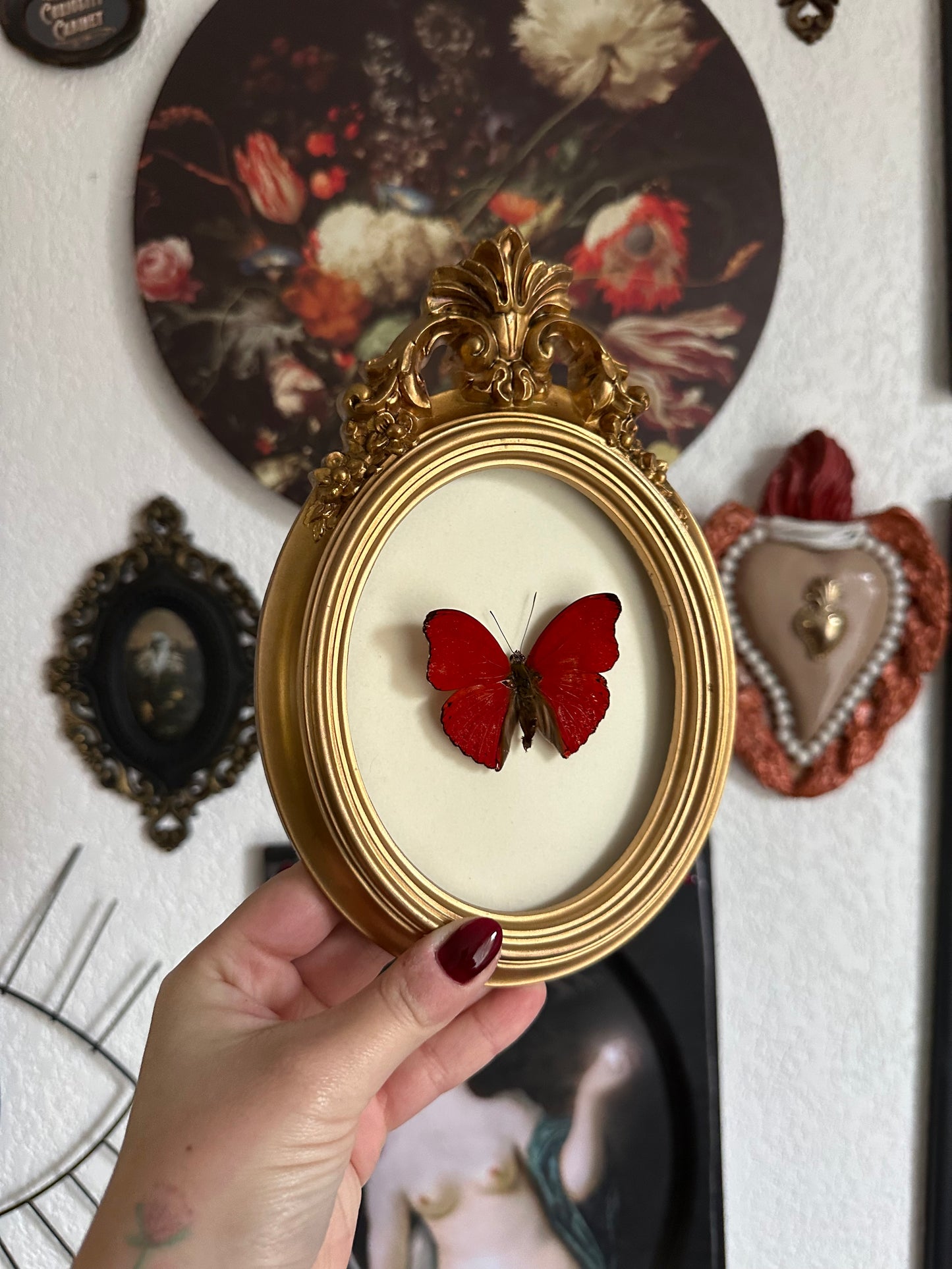 Red butterfly (Cymothoe sangaris)