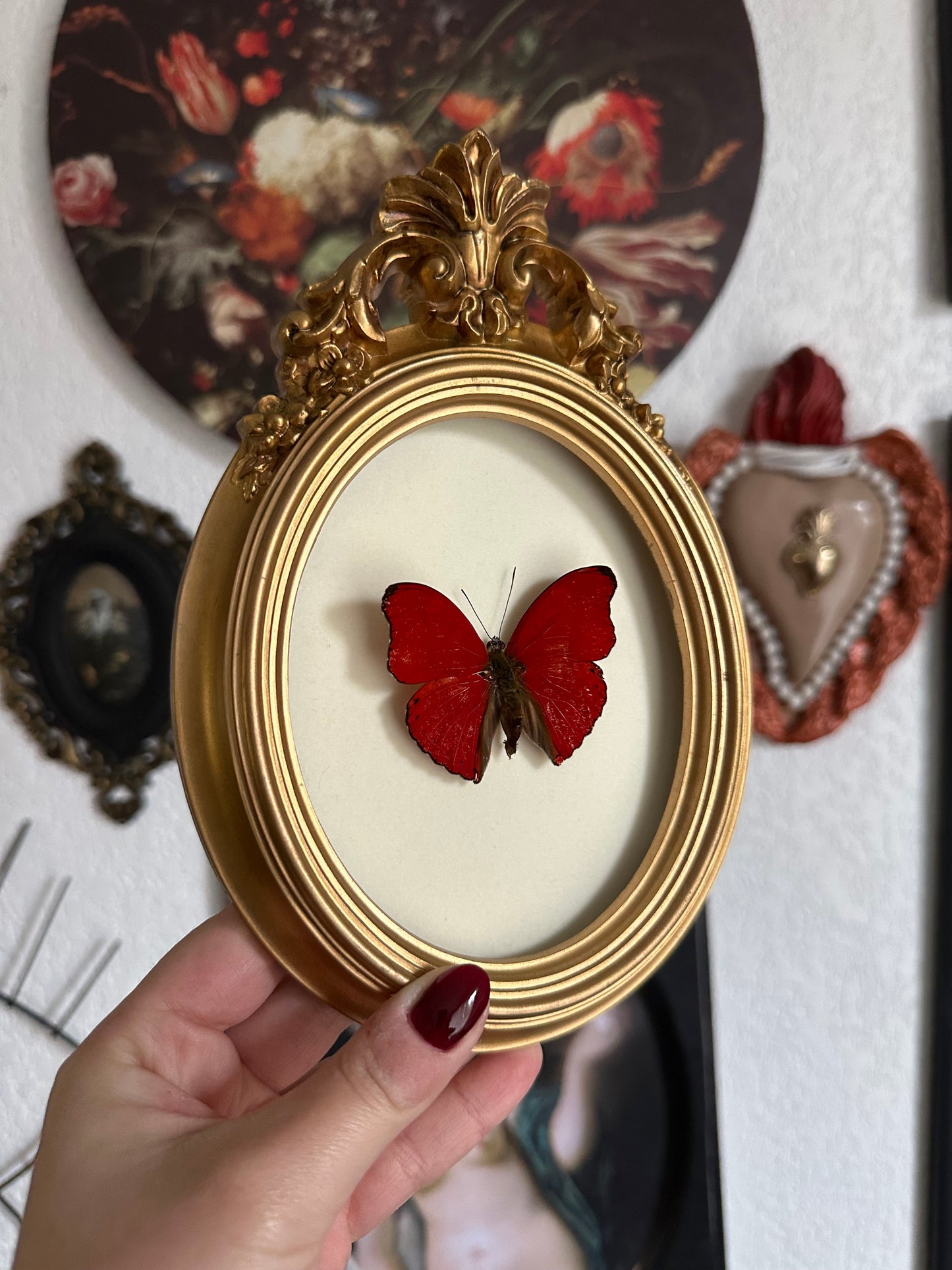 Red butterfly (Cymothoe sangaris)