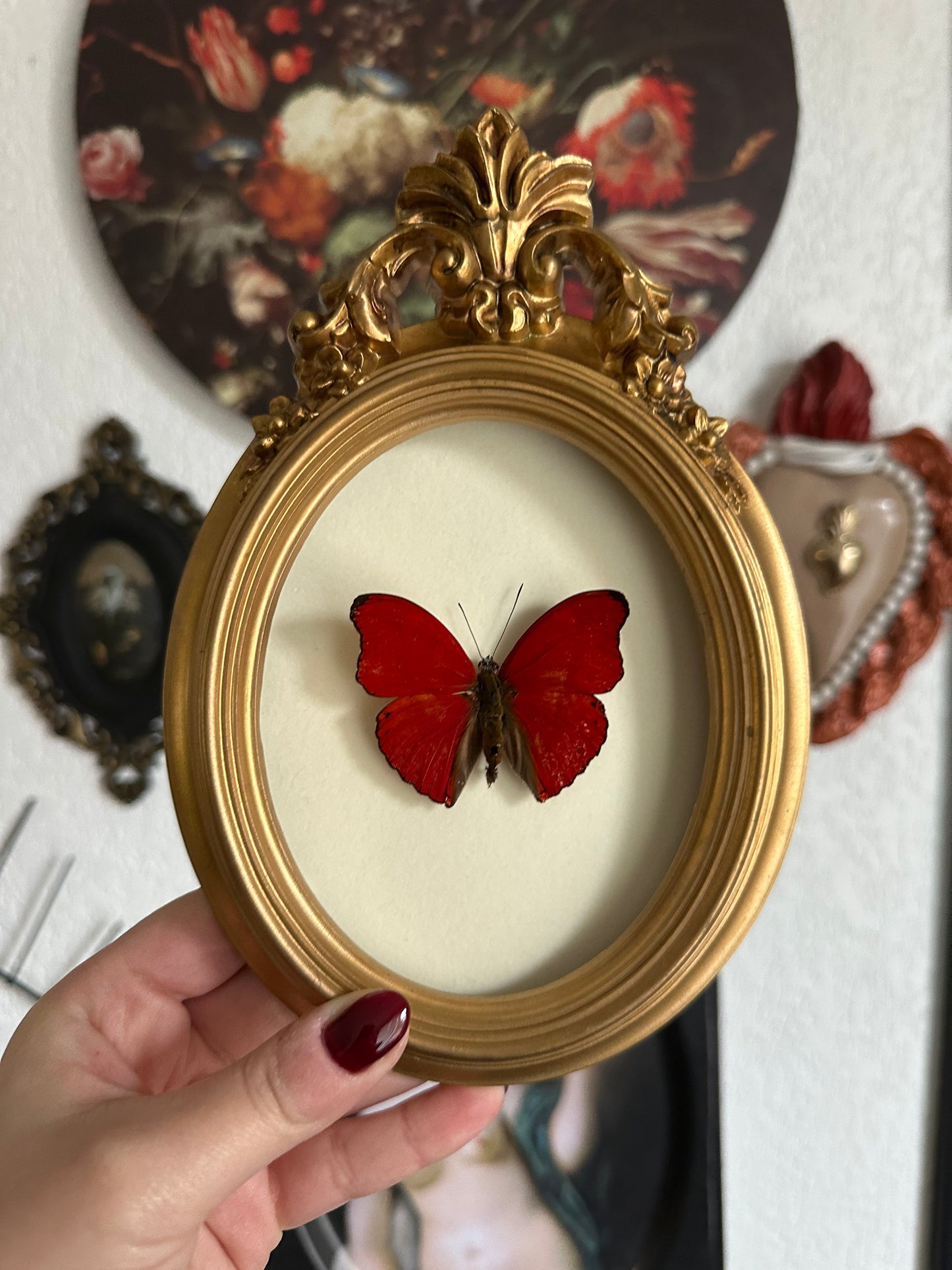Red butterfly (Cymothoe sangaris)