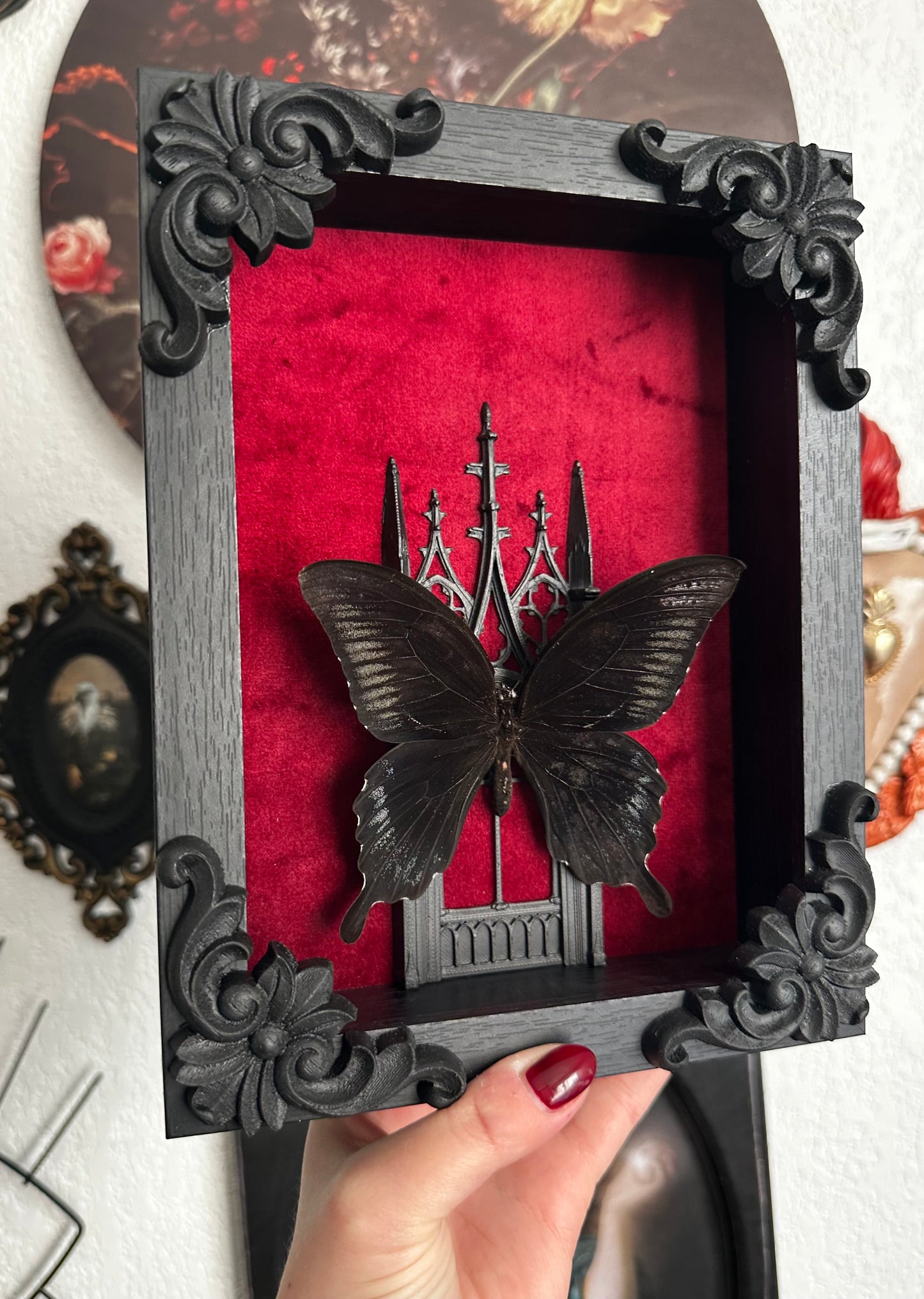 Papillon "Goth" (Papilio ascalaphus fukuyamai) - Gothique collection