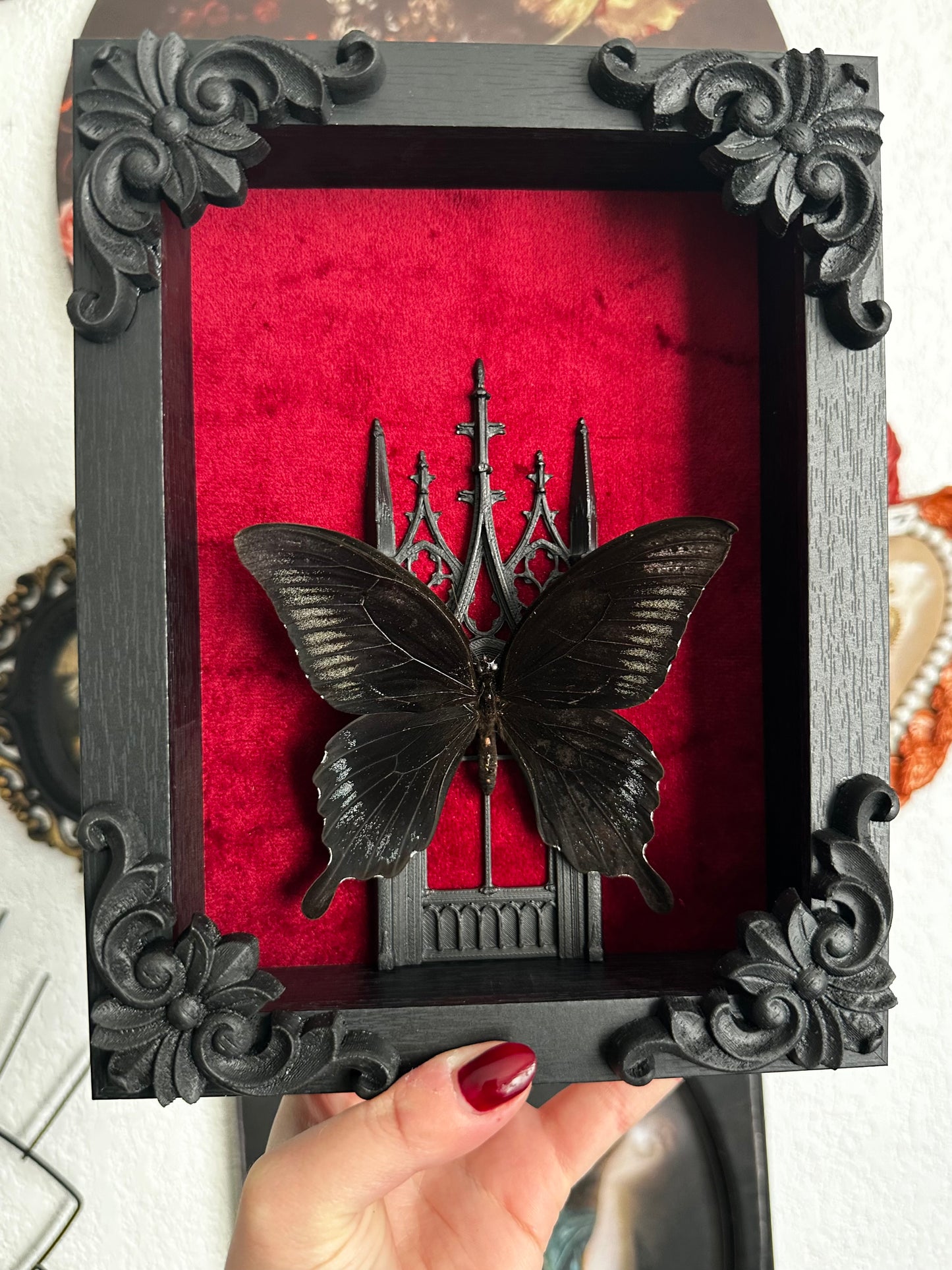 Papillon "Goth" (Papilio ascalaphus fukuyamai) - Gothique collection