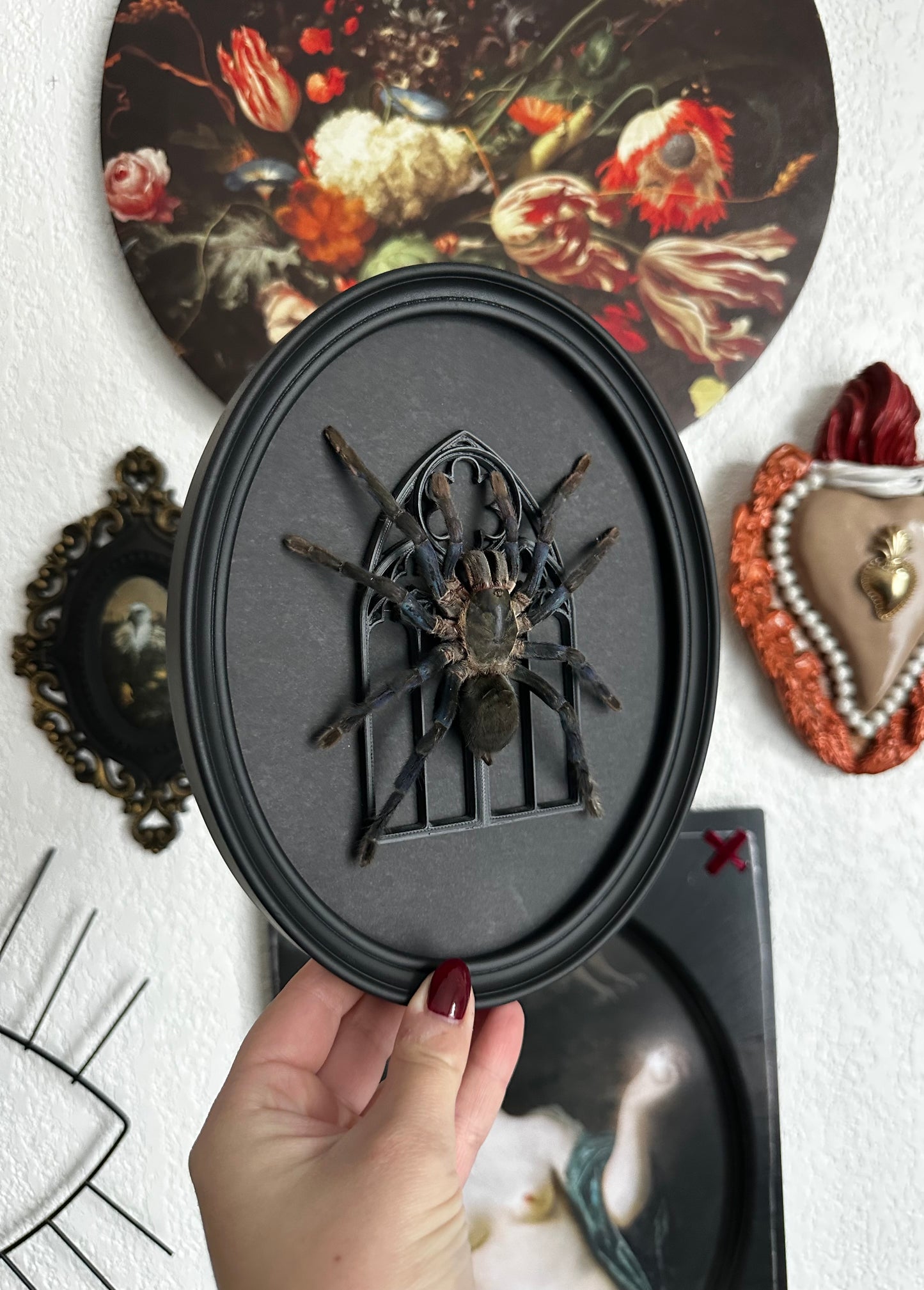 Cobalt tarantula (Cyriopagopus lividus) - Gothic collection