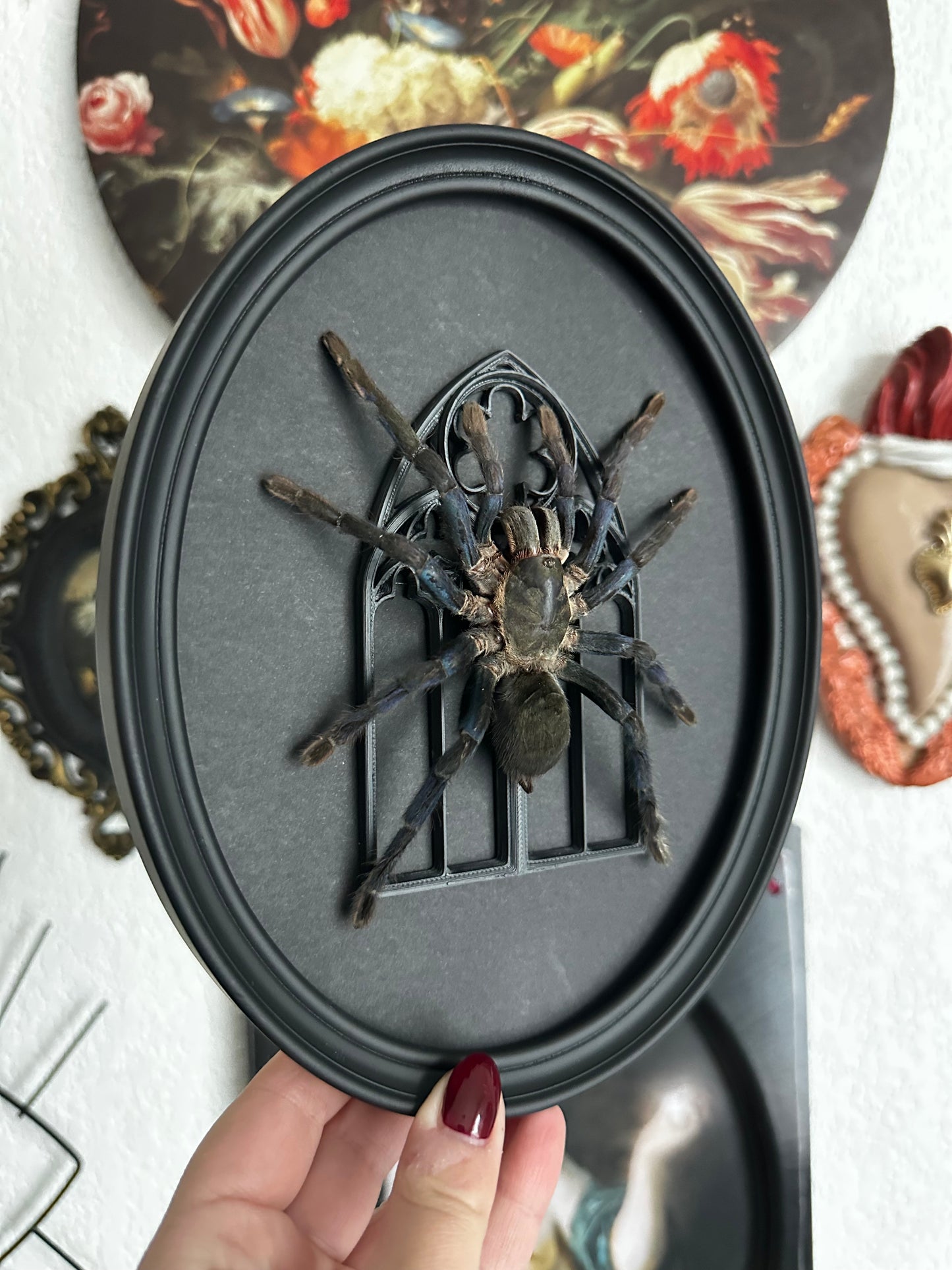 Cobalt tarantula (Cyriopagopus lividus) - Gothic collection
