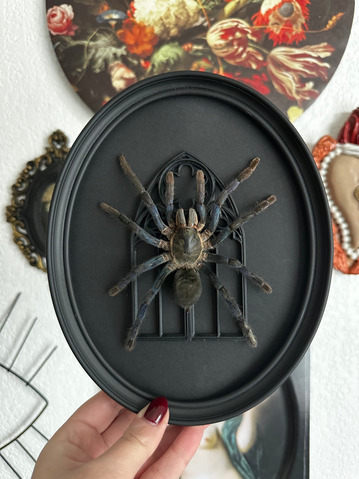 Cobalt tarantula (Cyriopagopus lividus) - Gothic collection