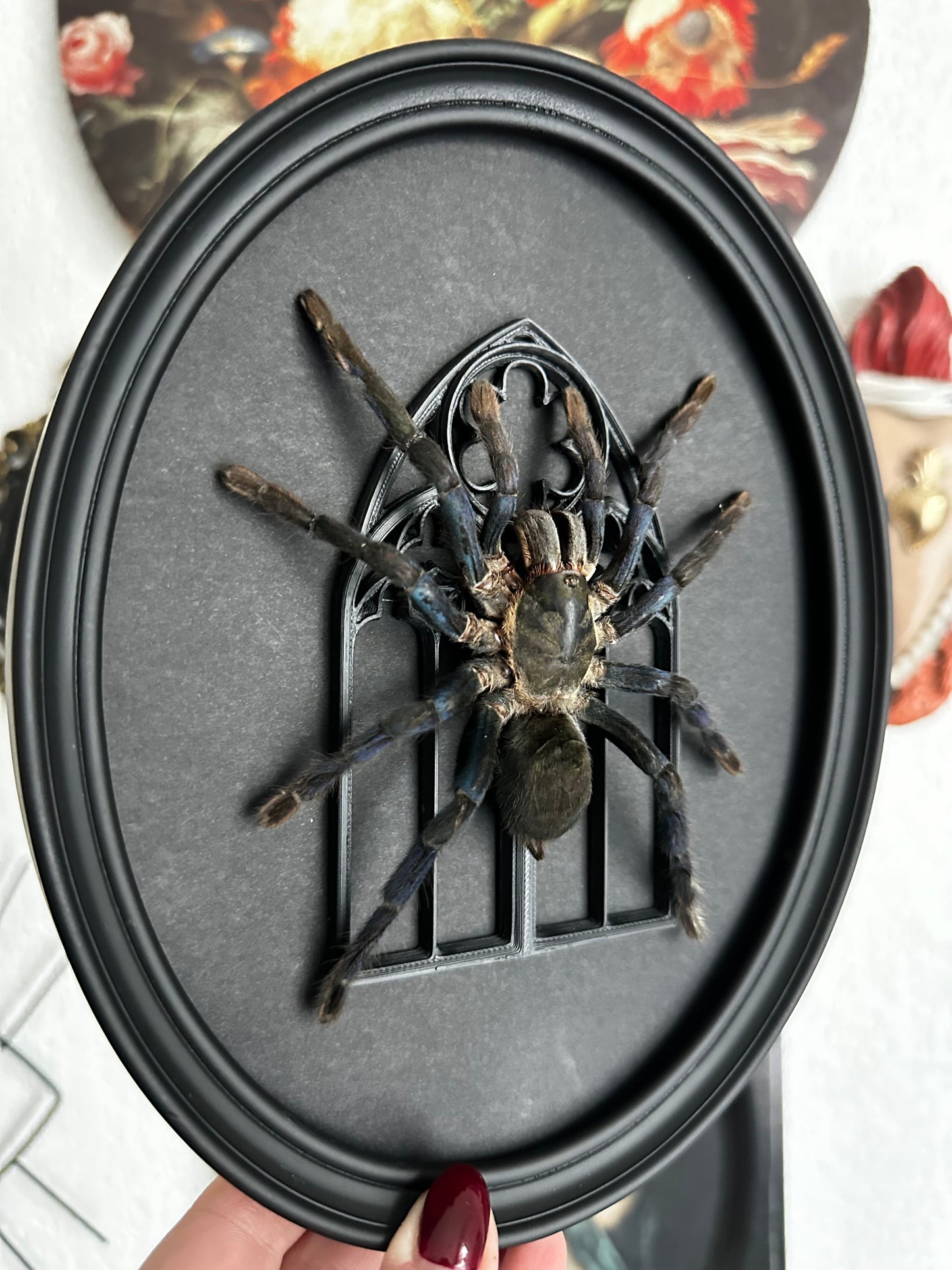 Cobalt tarantula (Cyriopagopus lividus) - Gothic collection