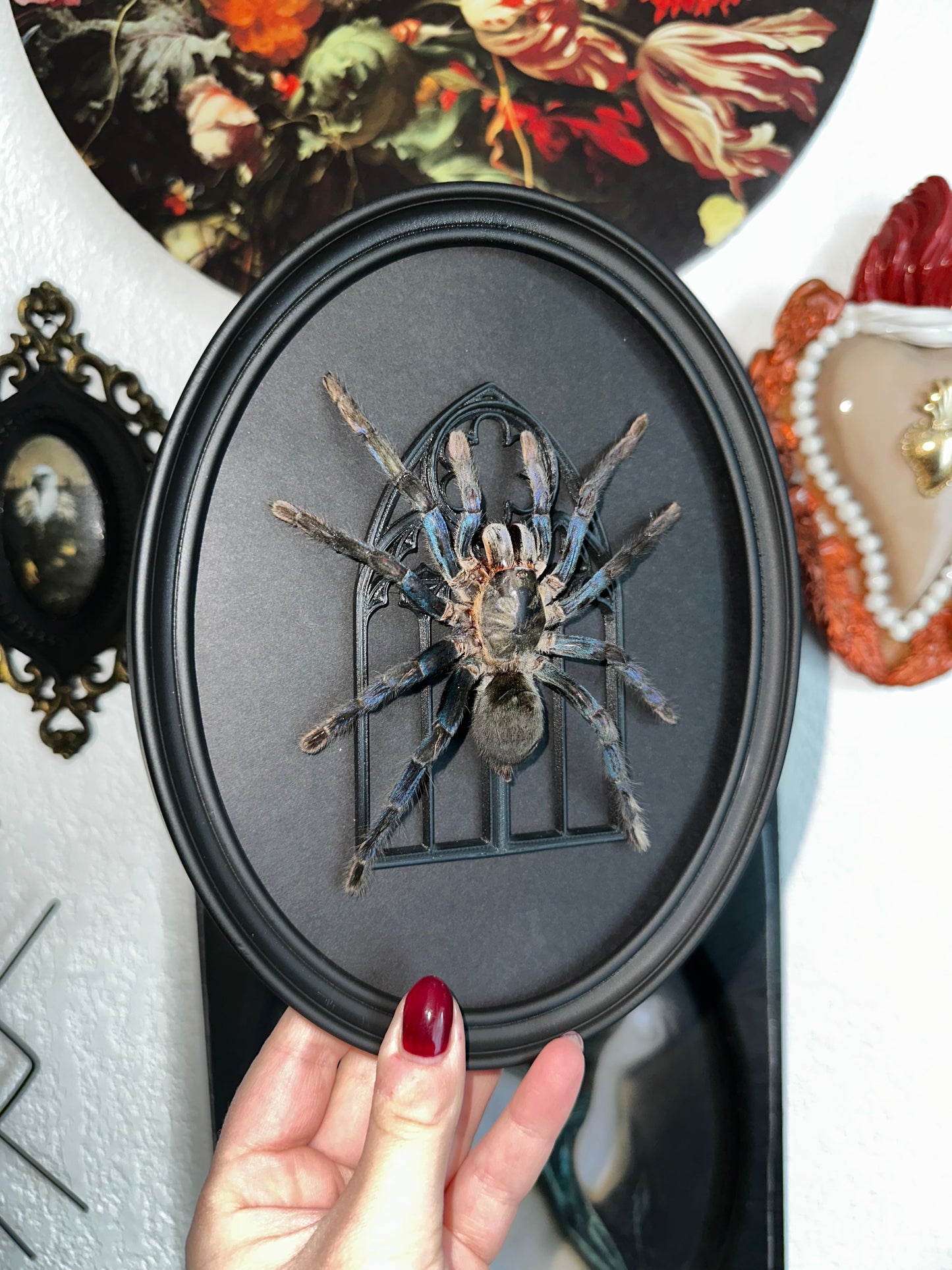 Cobalt tarantula (Cyriopagopus lividus) - Gothic collection