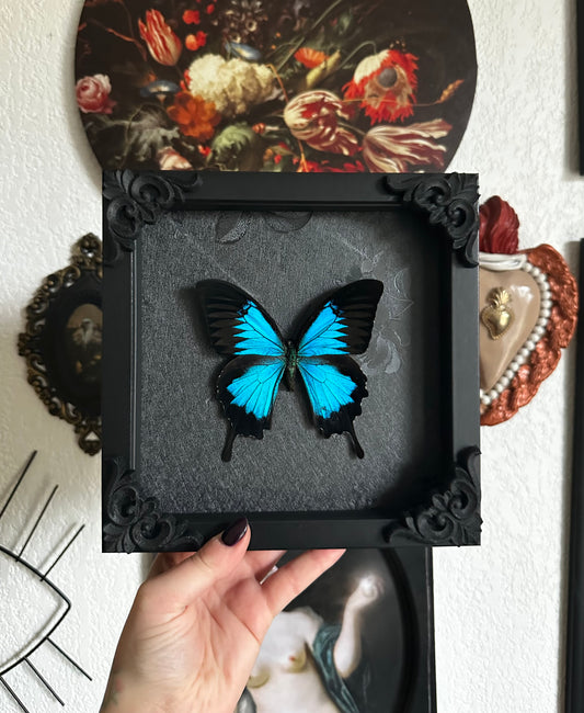Papillon bleu (Papilio ulysses ulysses)