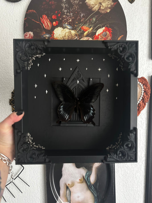 Papillon "Goth" (Papilio deiphobus deiphobius) - Gothique collection