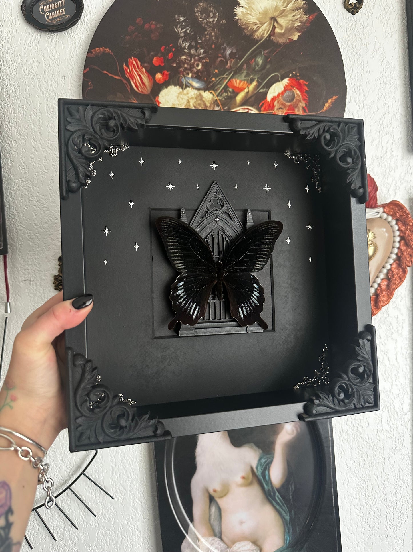 Papillon "Goth" (Papilio deiphobus deiphobius) - Gothique collection