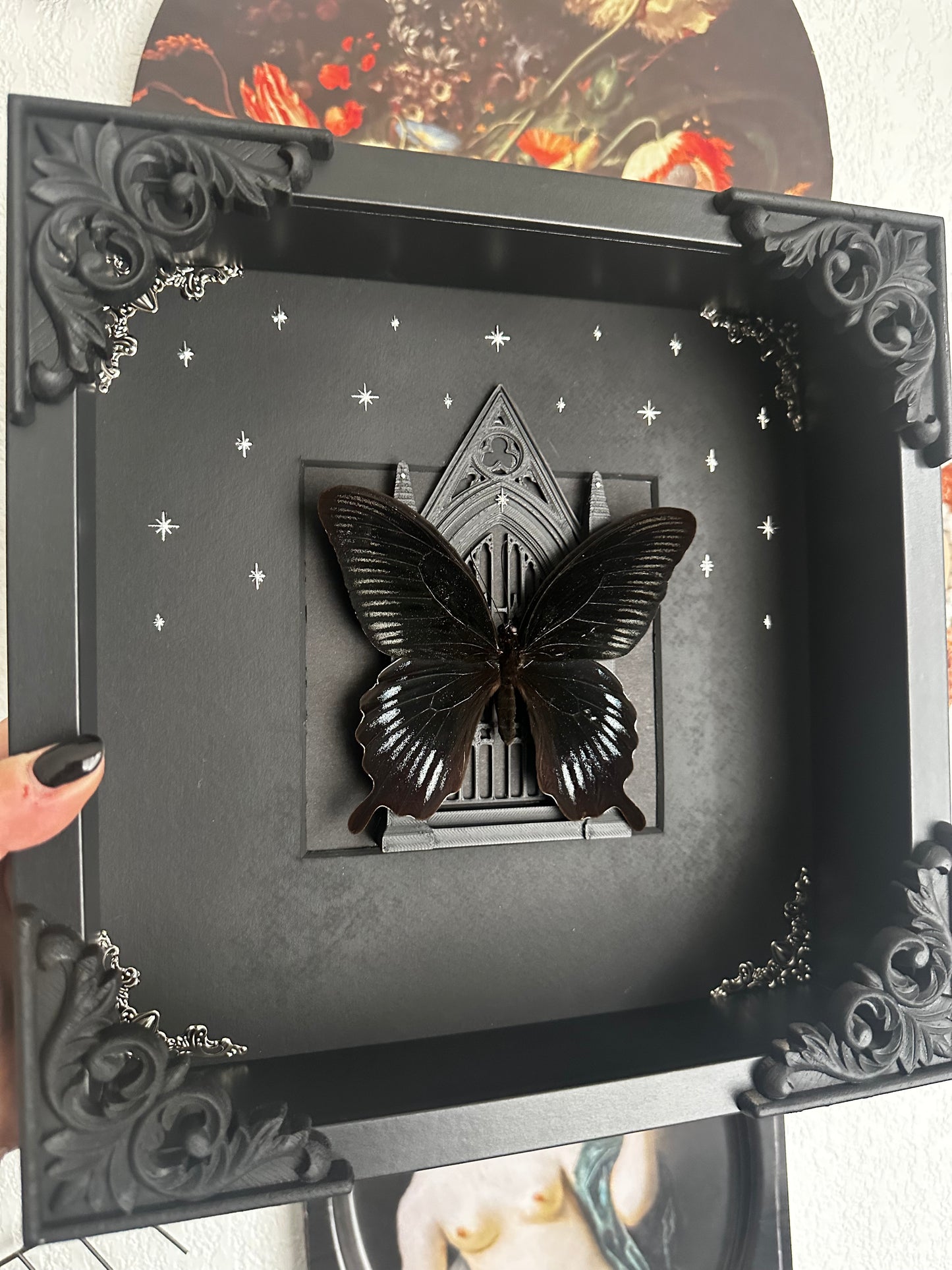 Papillon "Goth" (Papilio deiphobus deiphobius) - Gothique collection