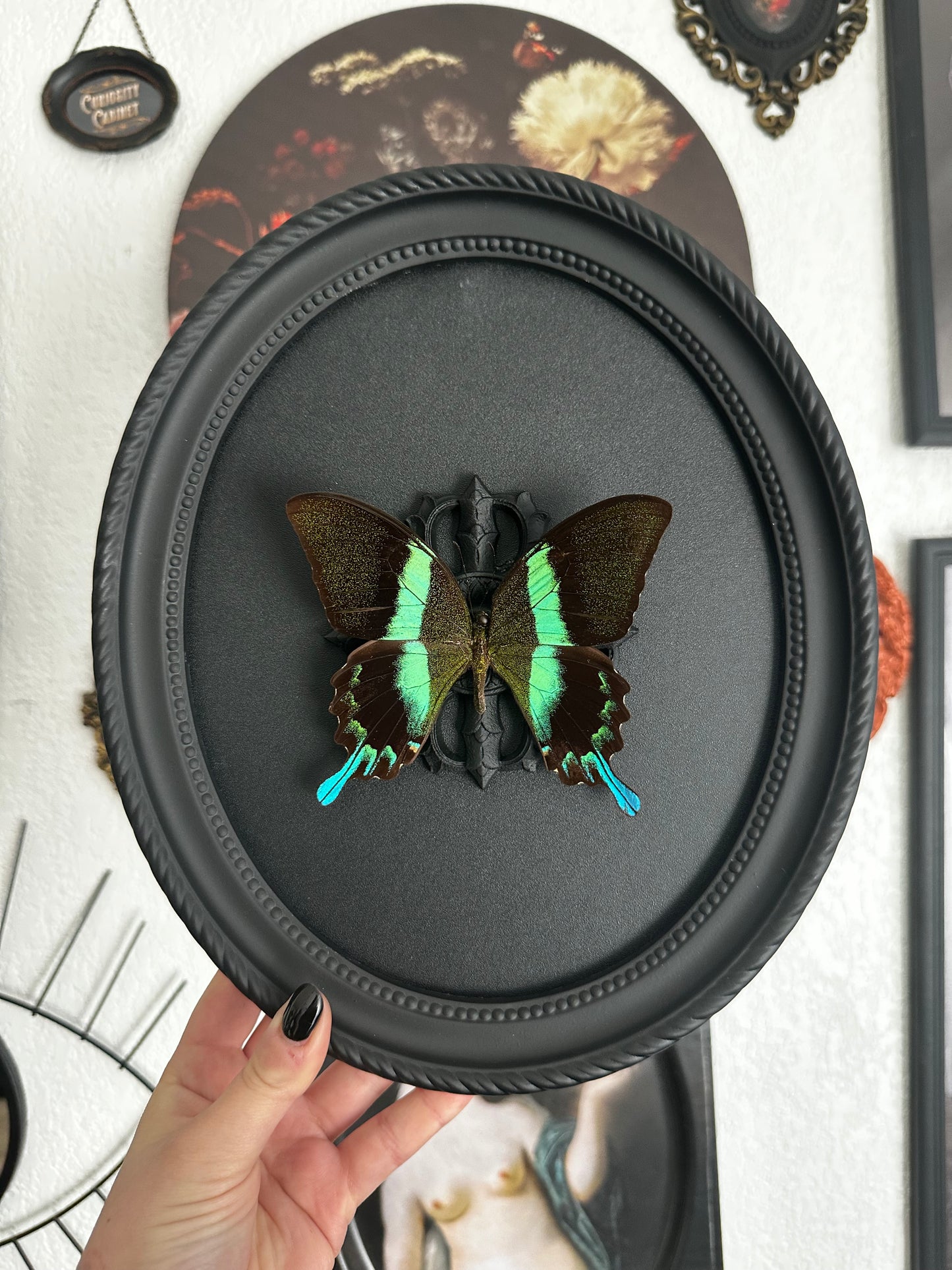 Papillon bleu vert (Papilio blumei fruhstorferi)