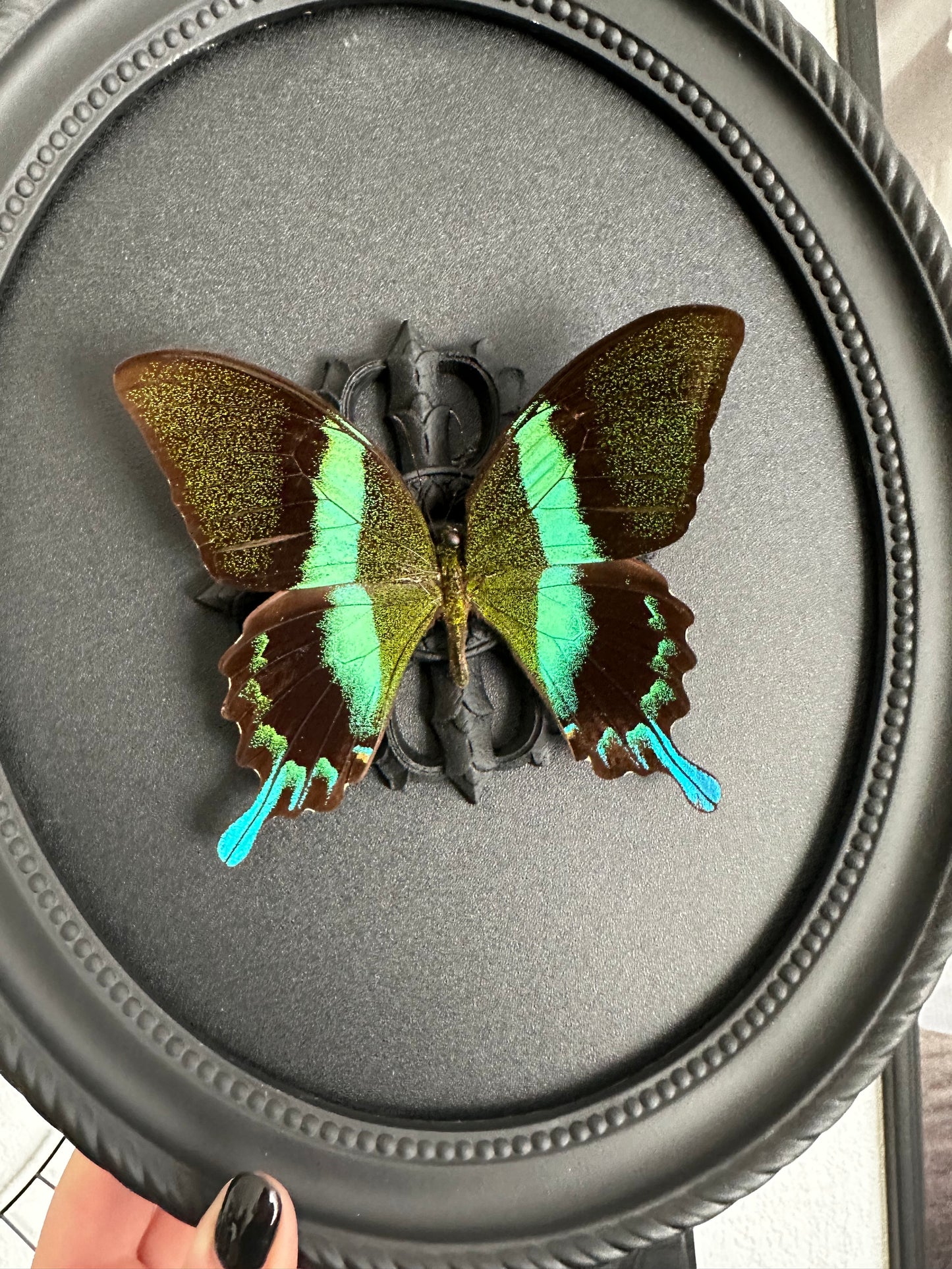 Papillon bleu vert (Papilio blumei fruhstorferi)