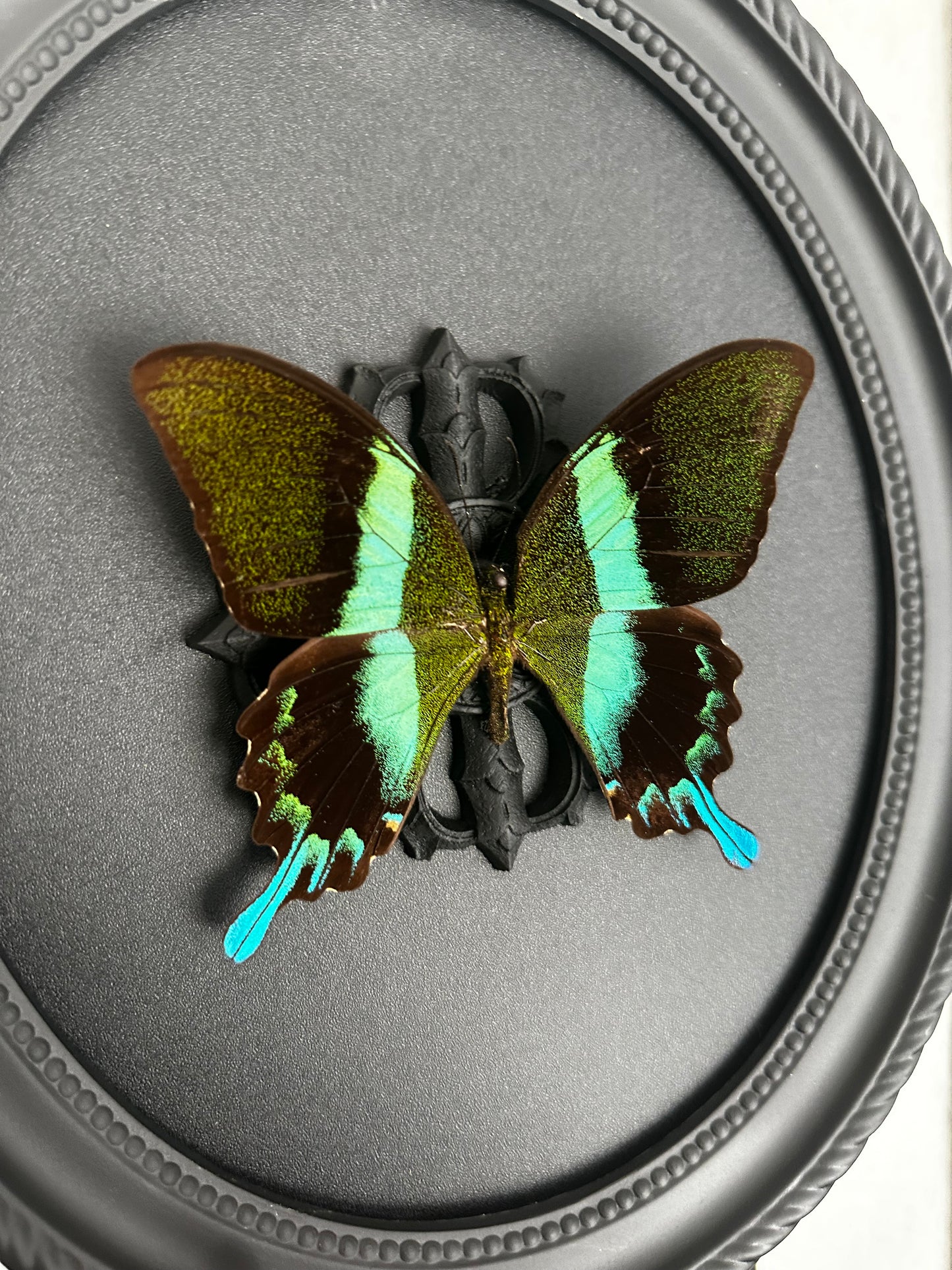 Papillon bleu vert (Papilio blumei fruhstorferi)