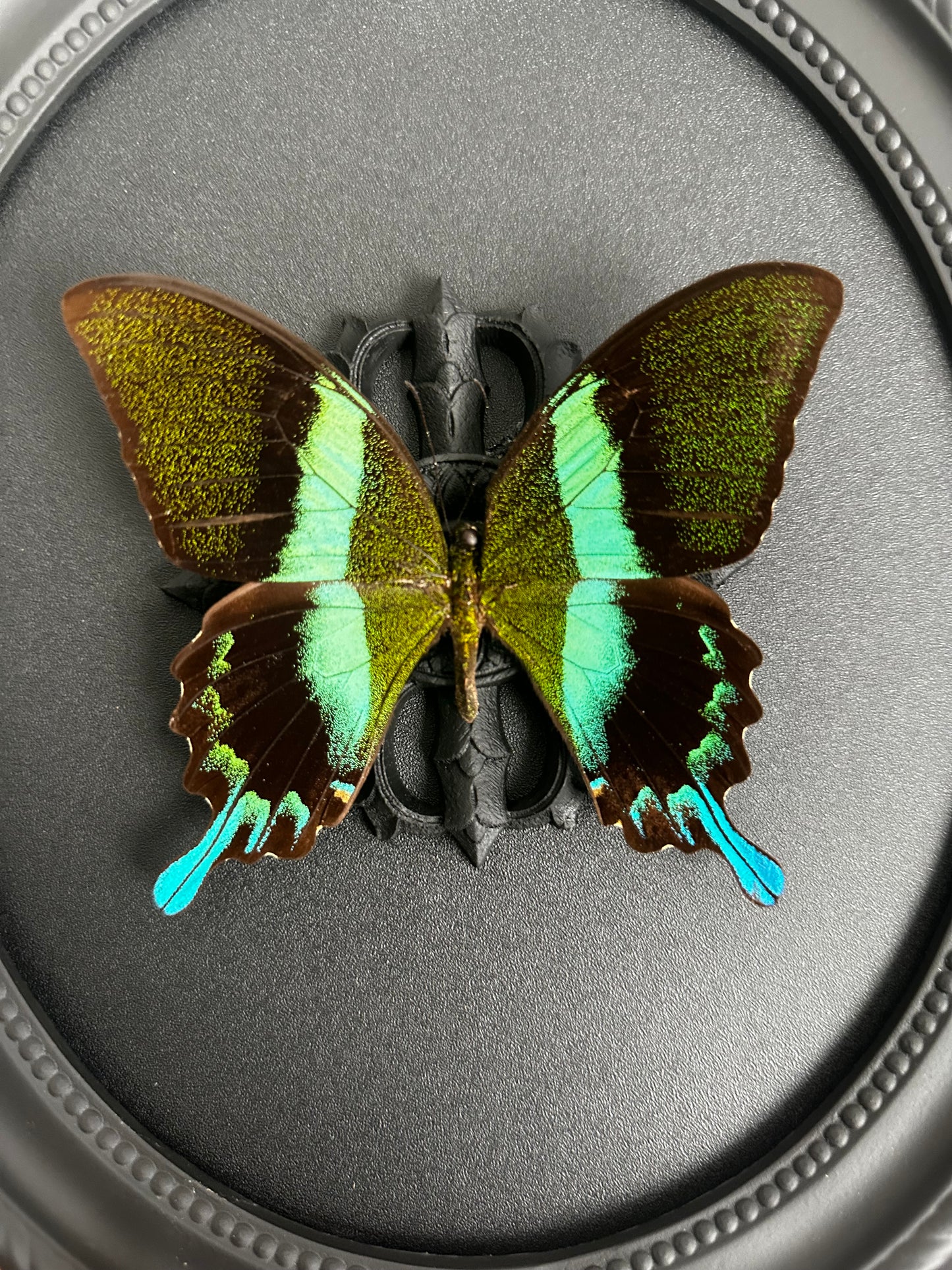 Papillon bleu vert (Papilio blumei fruhstorferi)