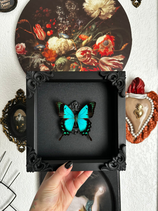 Papillon bleu vert (Papilio lorquinianus albertisi)