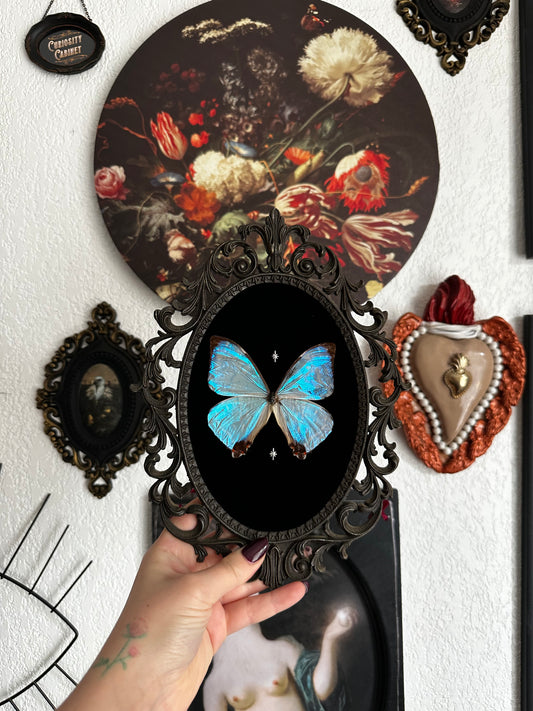 Magnifique Morpho sulkowskyi