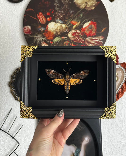 Death's-head shpinx moth (Acherontia atropos)