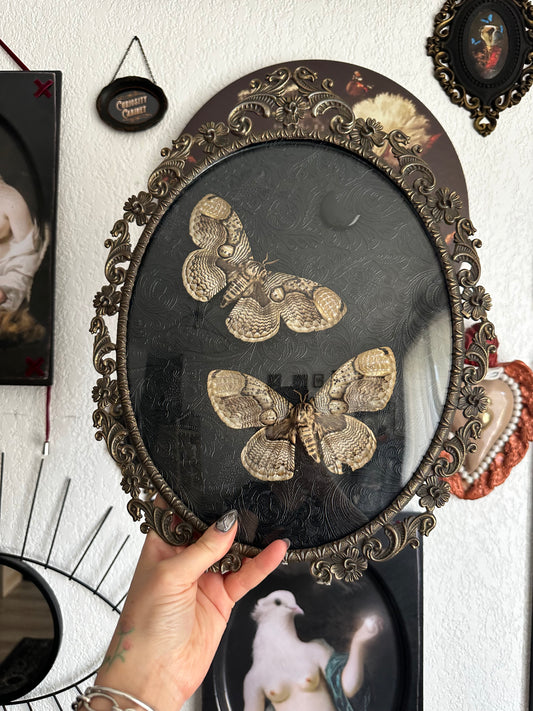 Brahmaea moth duo
