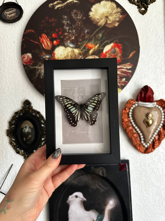 Petit prix : Graphium sarpedon