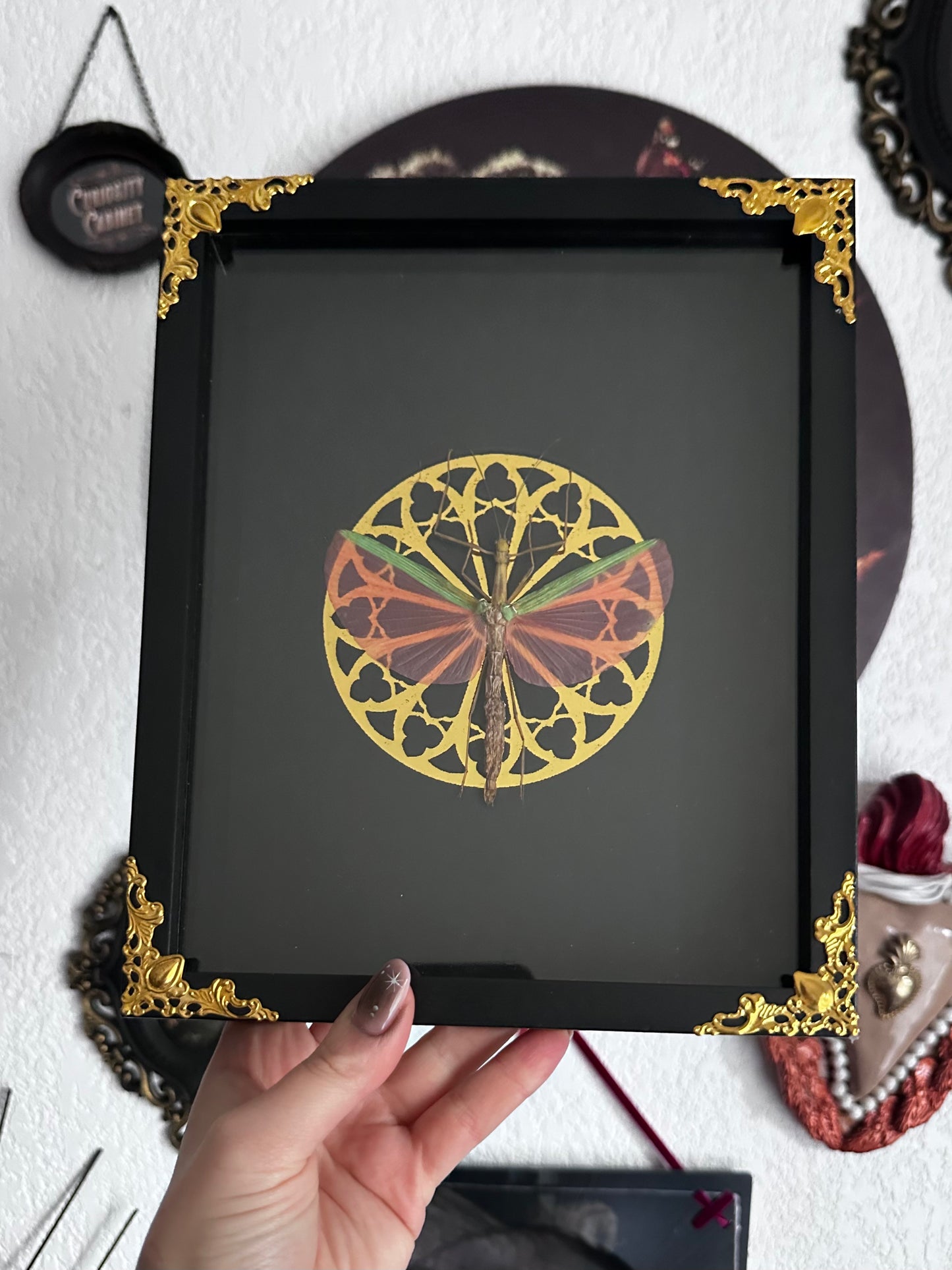 Loupallini Mystic collaboration - Actias luna moon butterfly