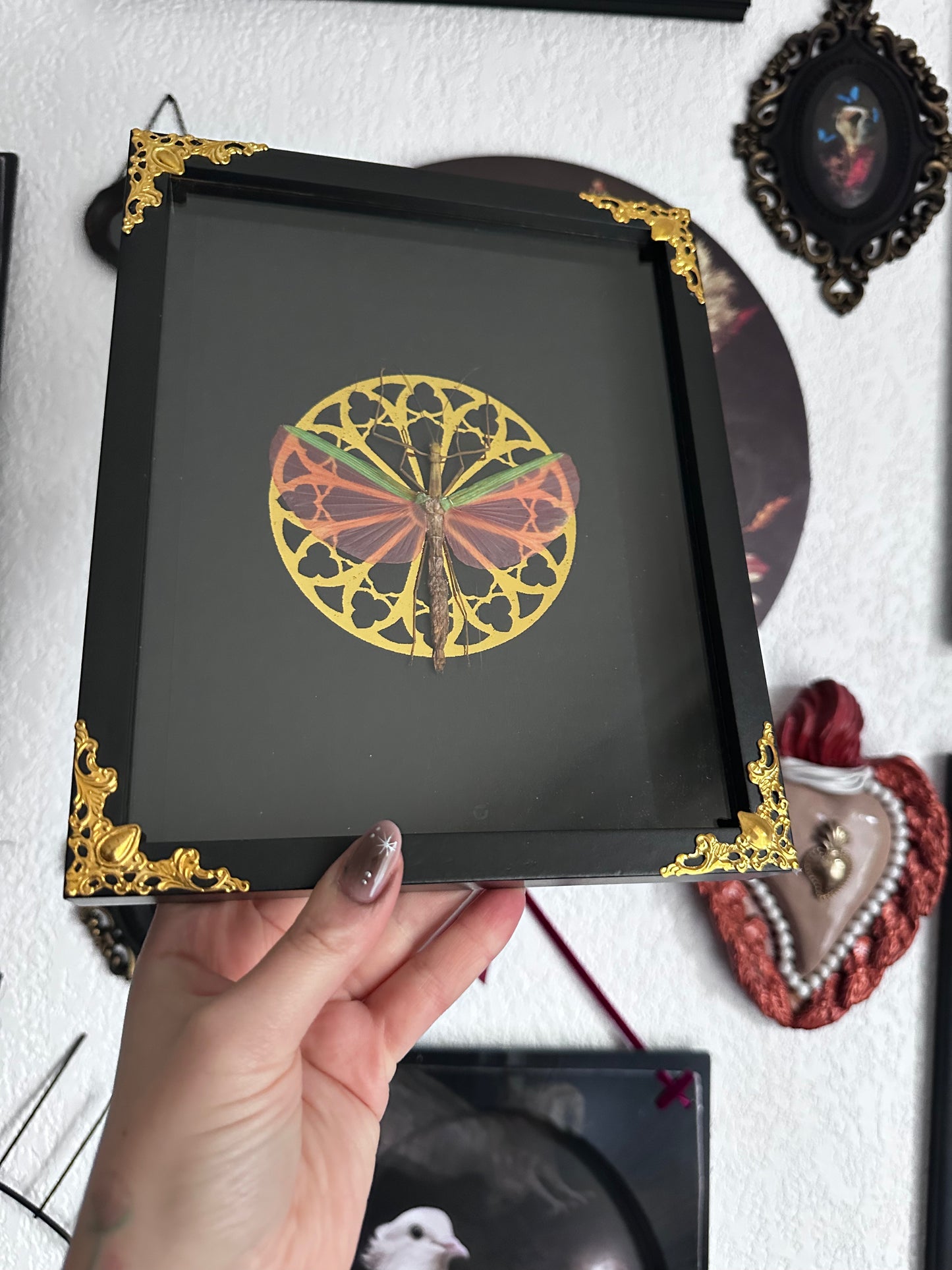 Loupallini Mystic collaboration - Actias luna moon butterfly