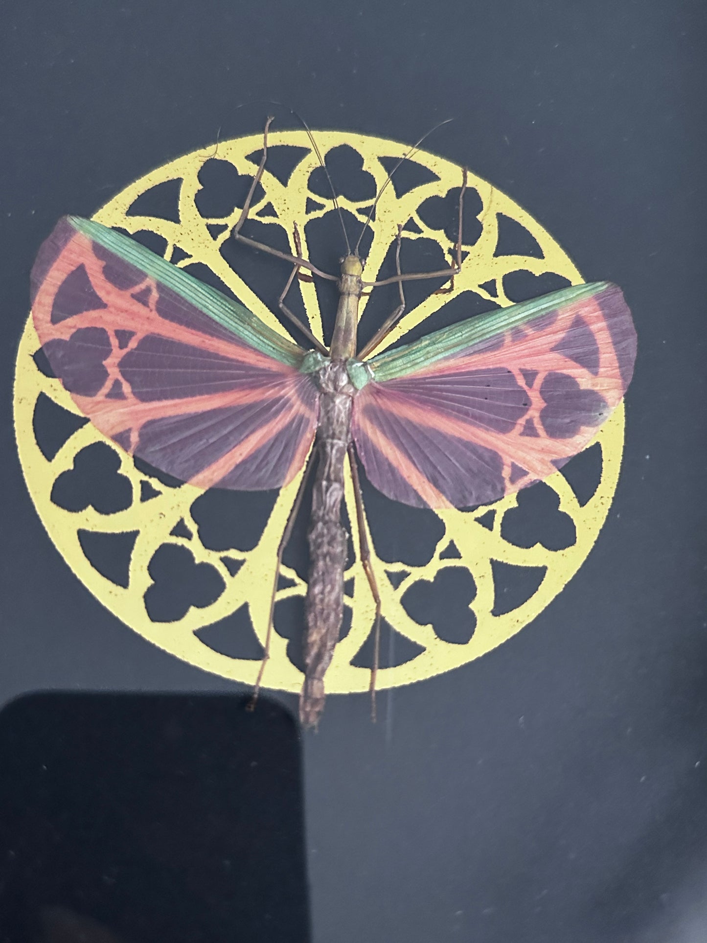 Loupallini Mystic collaboration - Actias luna moon butterfly