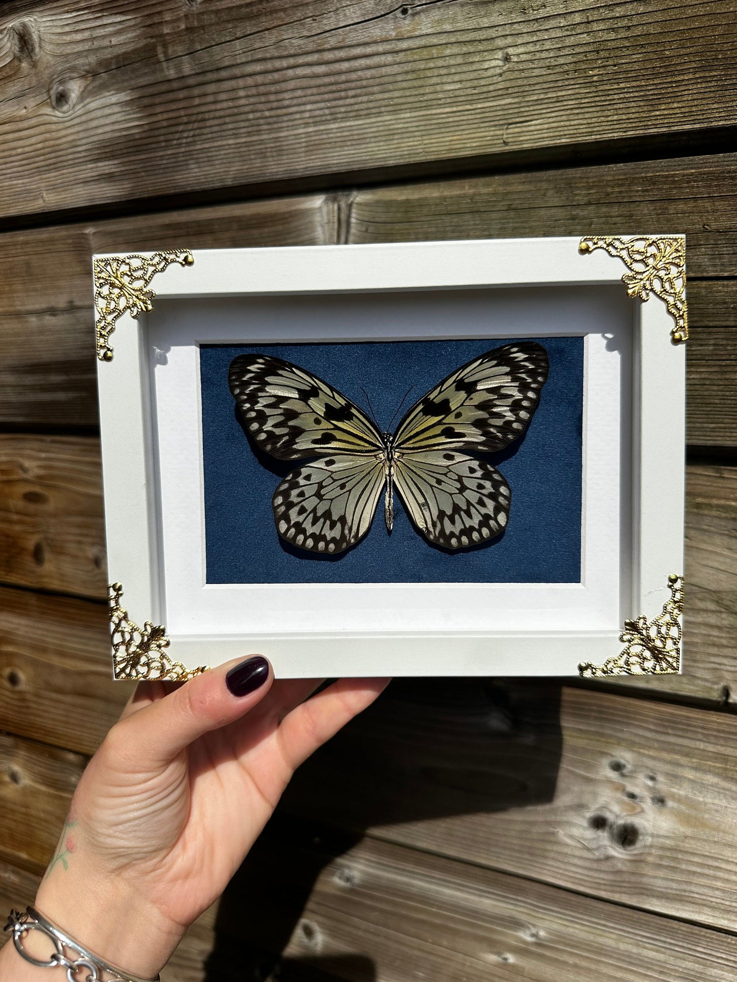 Véritable papillon blanc sous cadre vitrine avec détails métalliques et fond velours bleu // cabinet de curiosités, dark decor