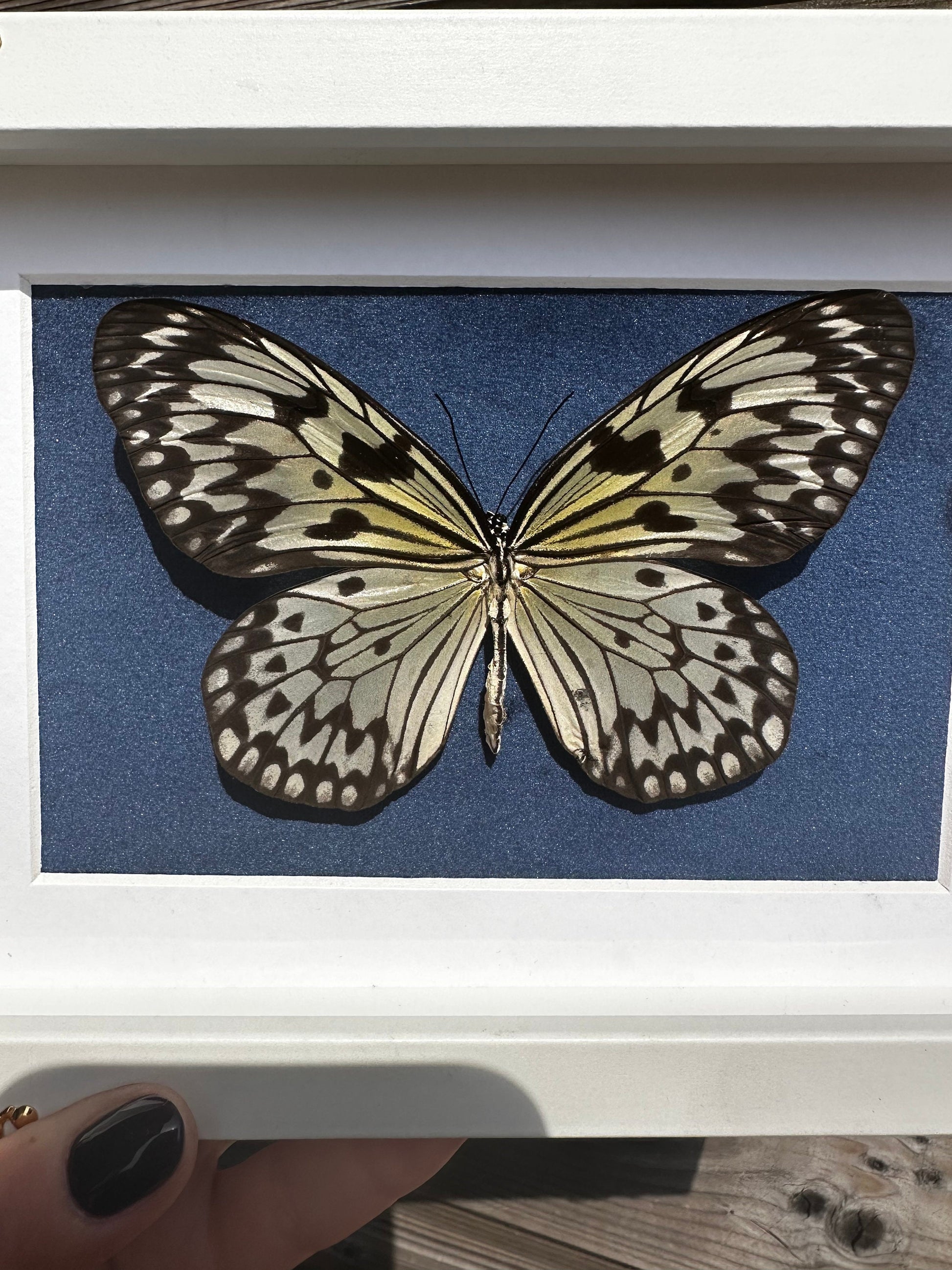 Véritable papillon blanc sous cadre vitrine avec détails métalliques et fond velours bleu // cabinet de curiosités, dark decor