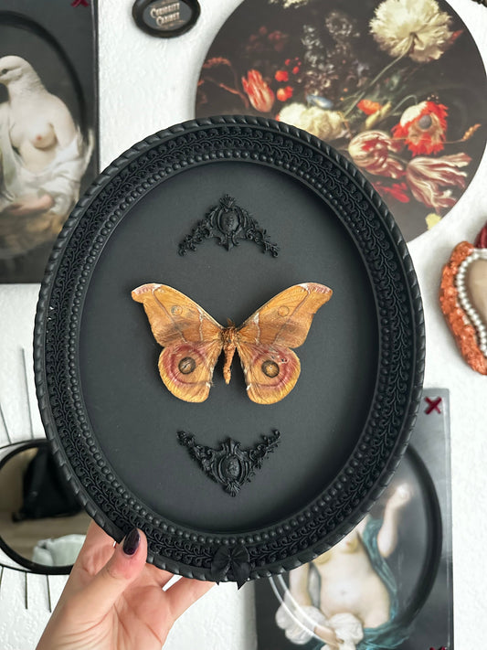 Véritable Papillon Bombyx Suraka de Madagascar sous cadre ovale noir dentelle / taxidermie, entomologie, insecte, curiosité, vintage