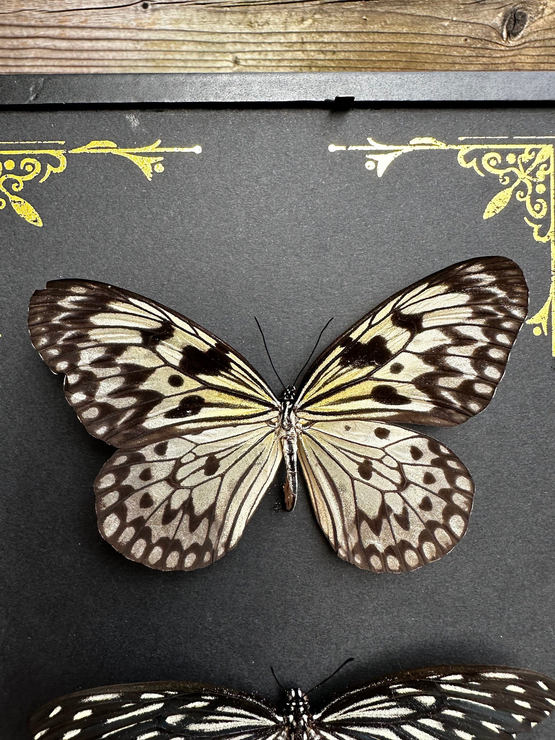 Magnifique duo de papillons noir et blanc naturalisés sous cadre avec ornements métalliques / entomologie, cabinet de curiosités, dark decor