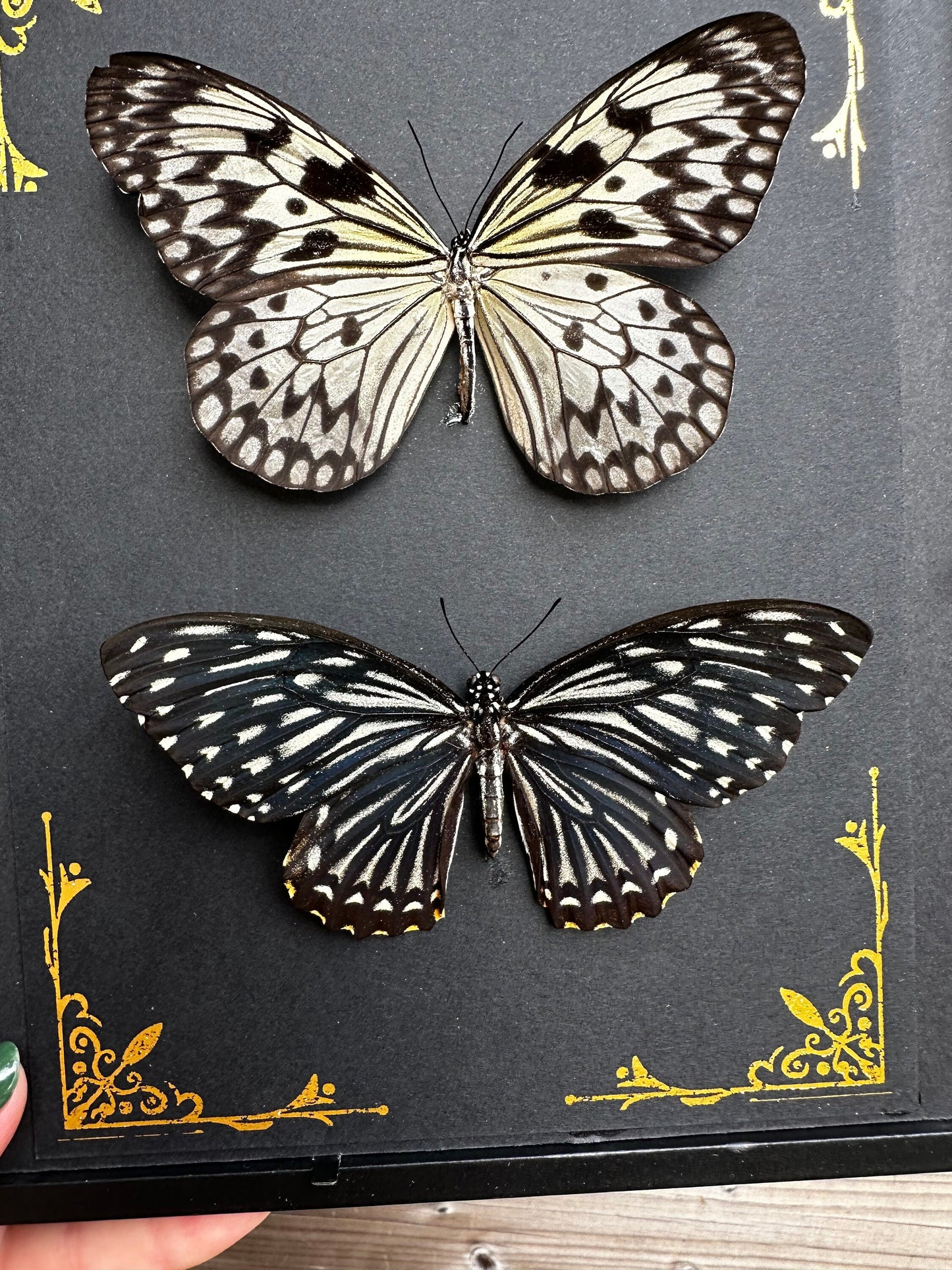 Magnifique duo de papillons noir et blanc naturalisés sous cadre avec ornements métalliques / entomologie, cabinet de curiosités, dark decor