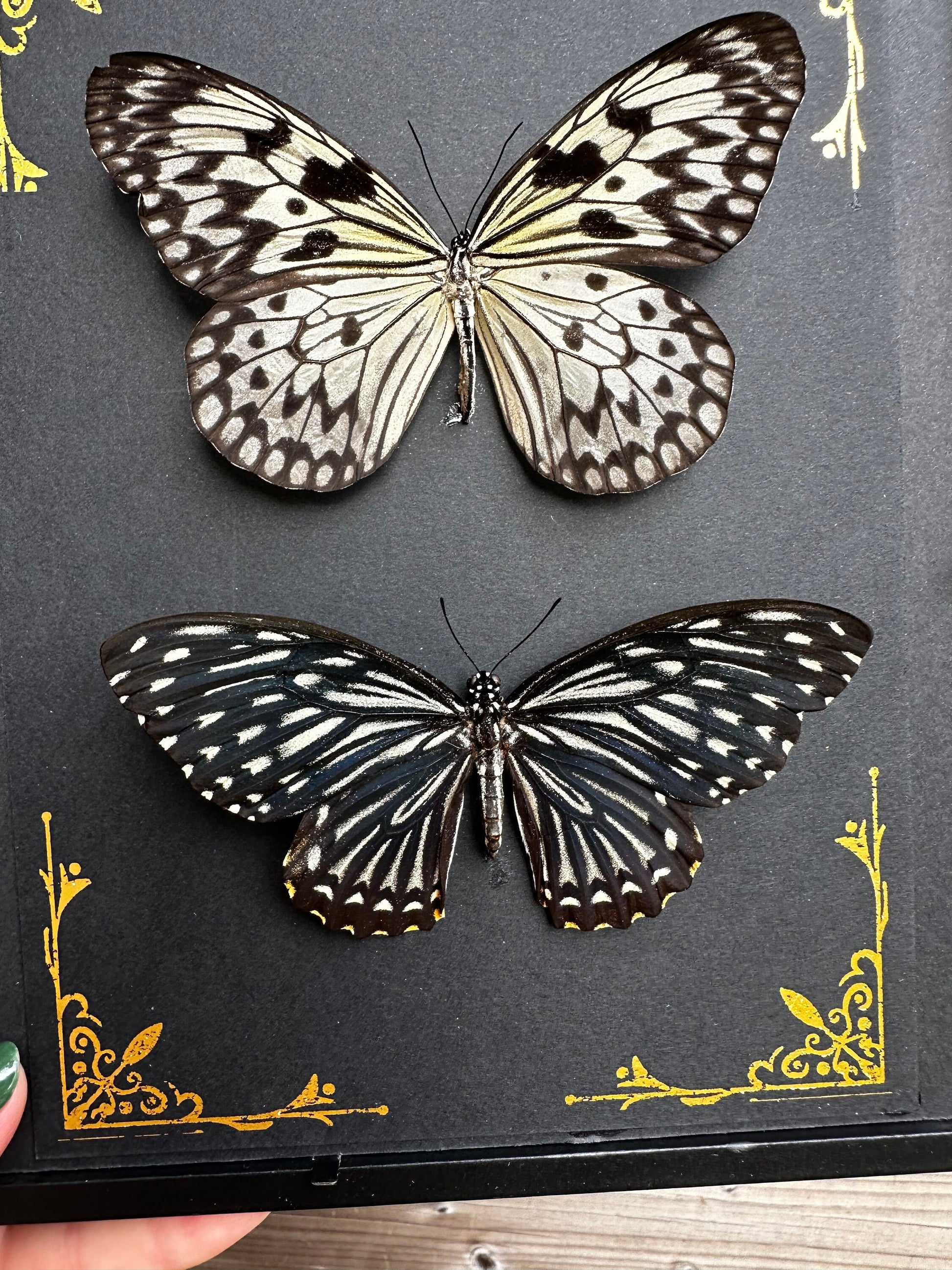 Magnifique duo de papillons noir et blanc naturalisés sous cadre avec ornements métalliques / entomologie, cabinet de curiosités, dark decor