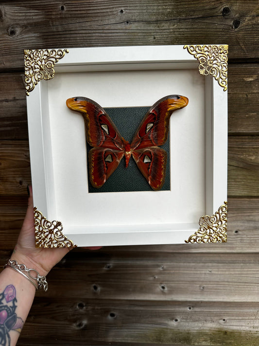 Imposant véritable papillon (Attacus Atlas) sous cadre avec ornements métalliques et fond vert / entomologie, curiosité, dark decor