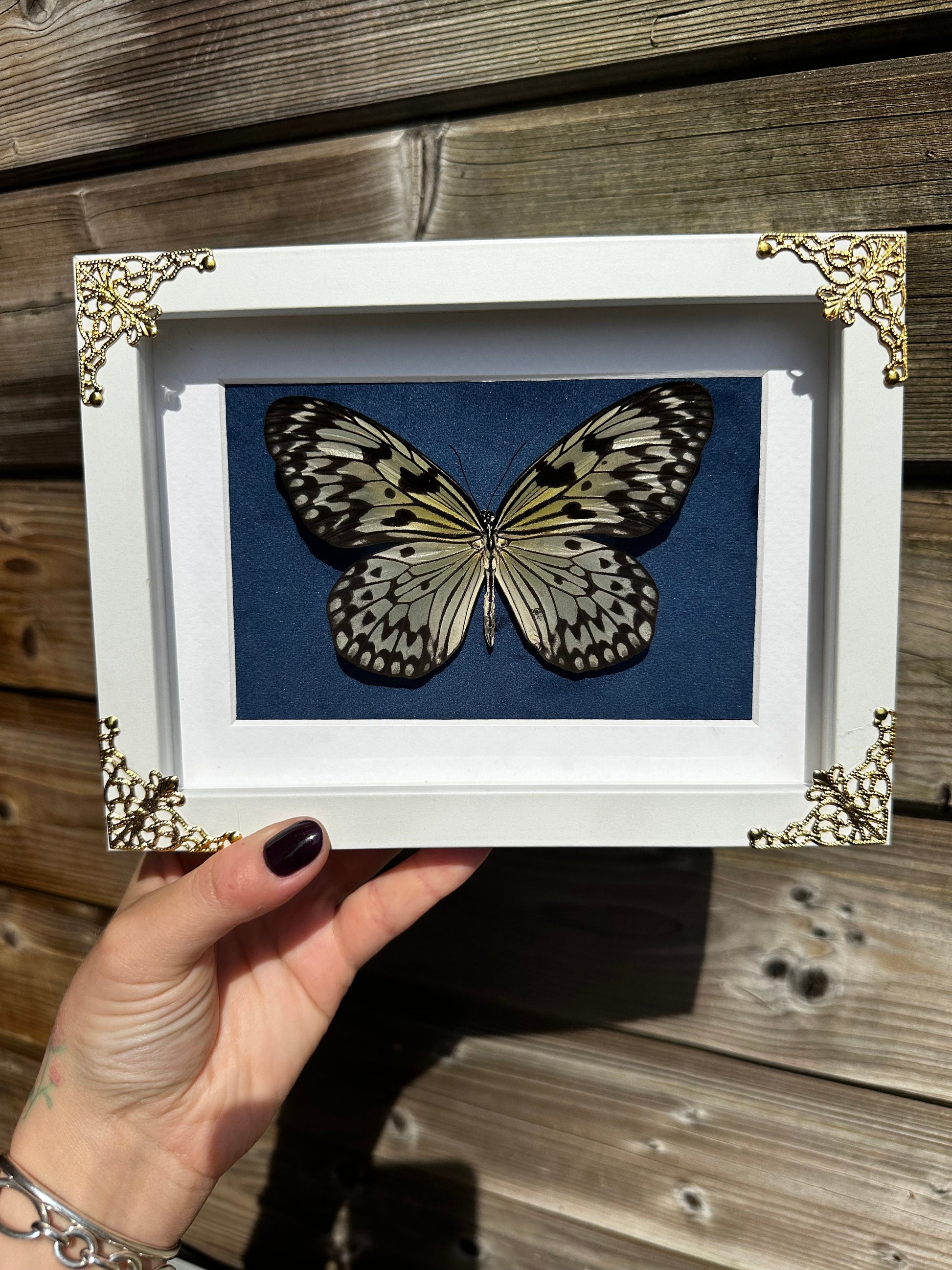 Véritable papillon blanc sous cadre vitrine avec détails métalliques et fond velours bleu // cabinet de curiosités, dark decor