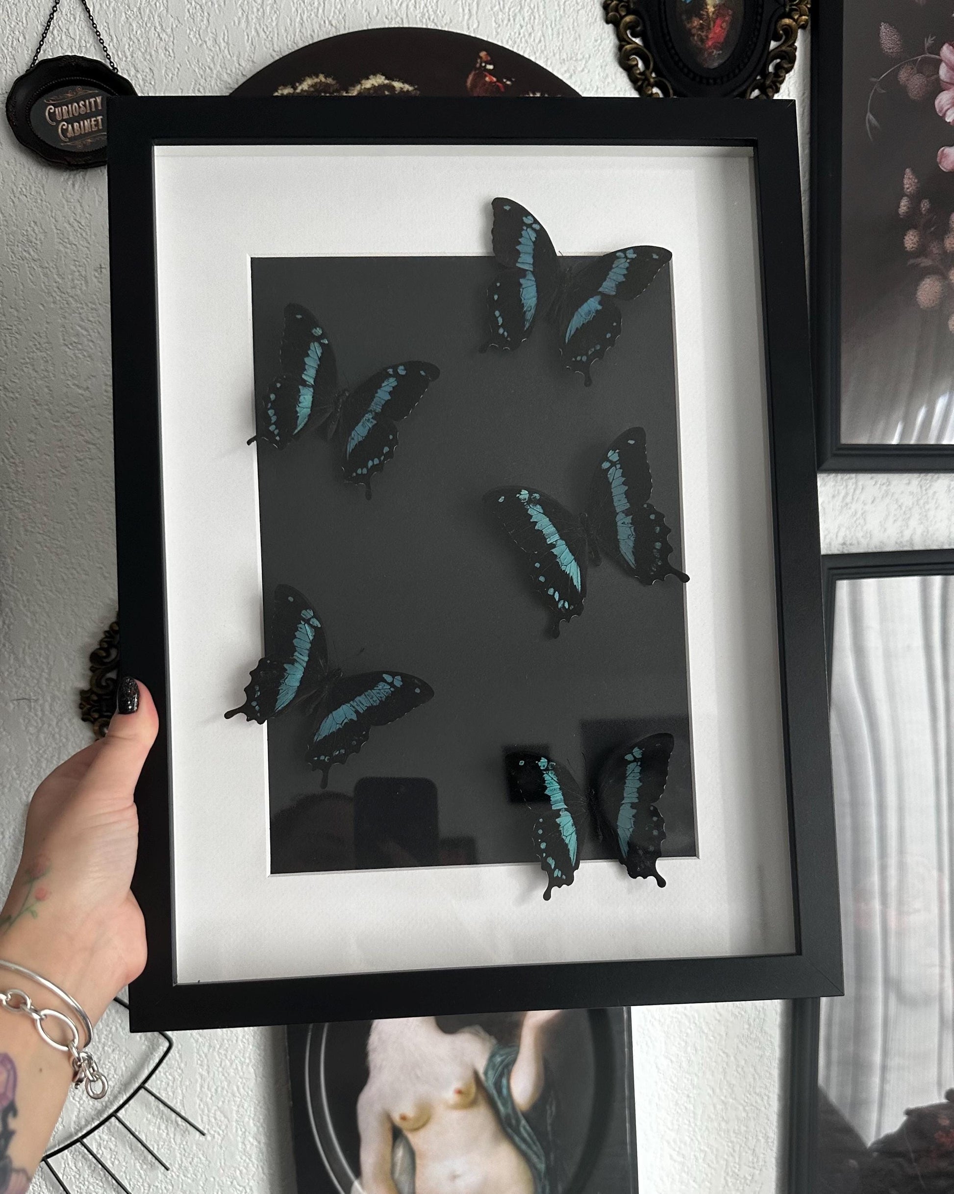 Superbe envolée de papillons naturalisés bleus et noir // entomologie, cabinet de curiosités, dark decor