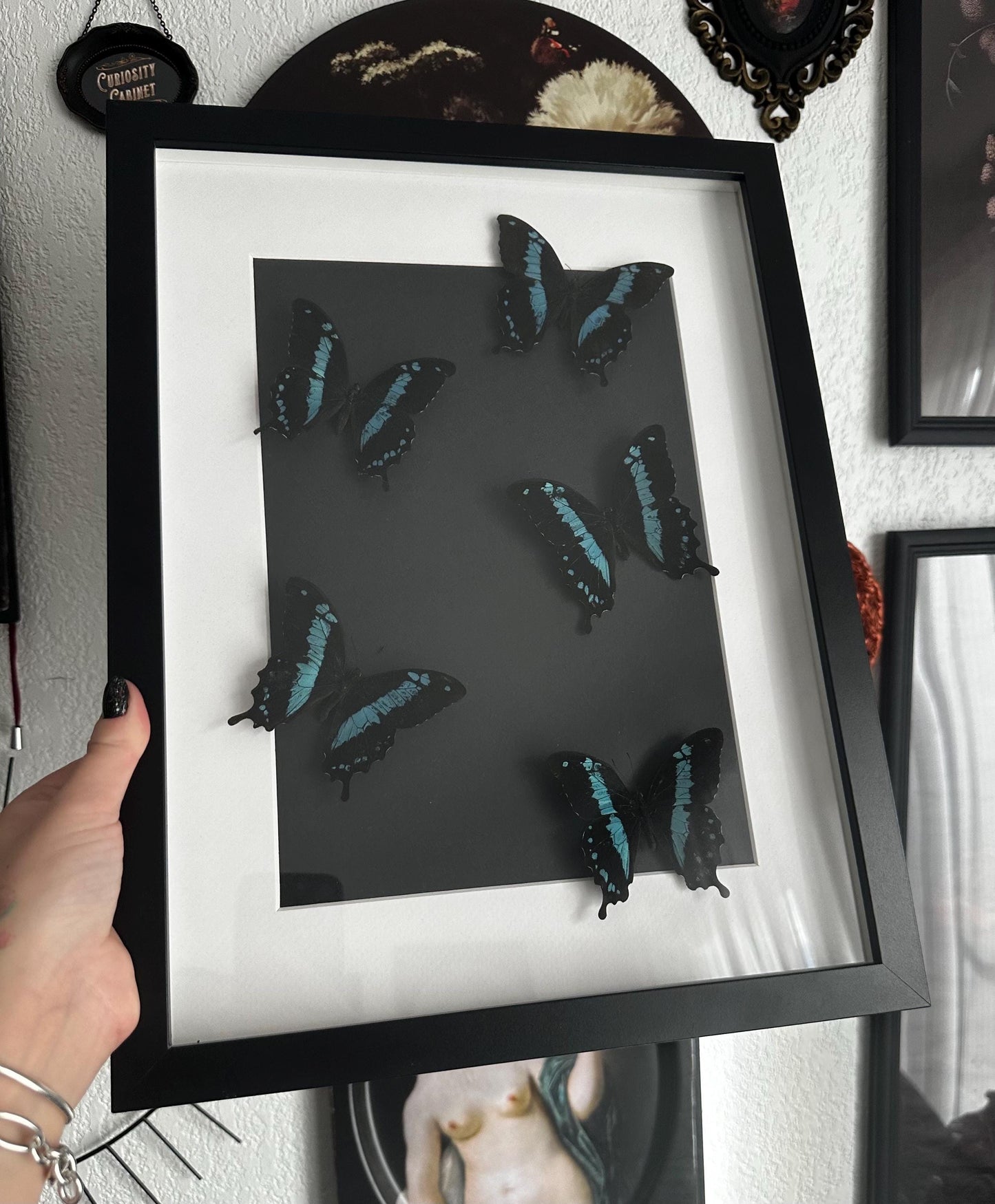 Superbe envolée de papillons naturalisés bleus et noir // entomologie, cabinet de curiosités, dark decor