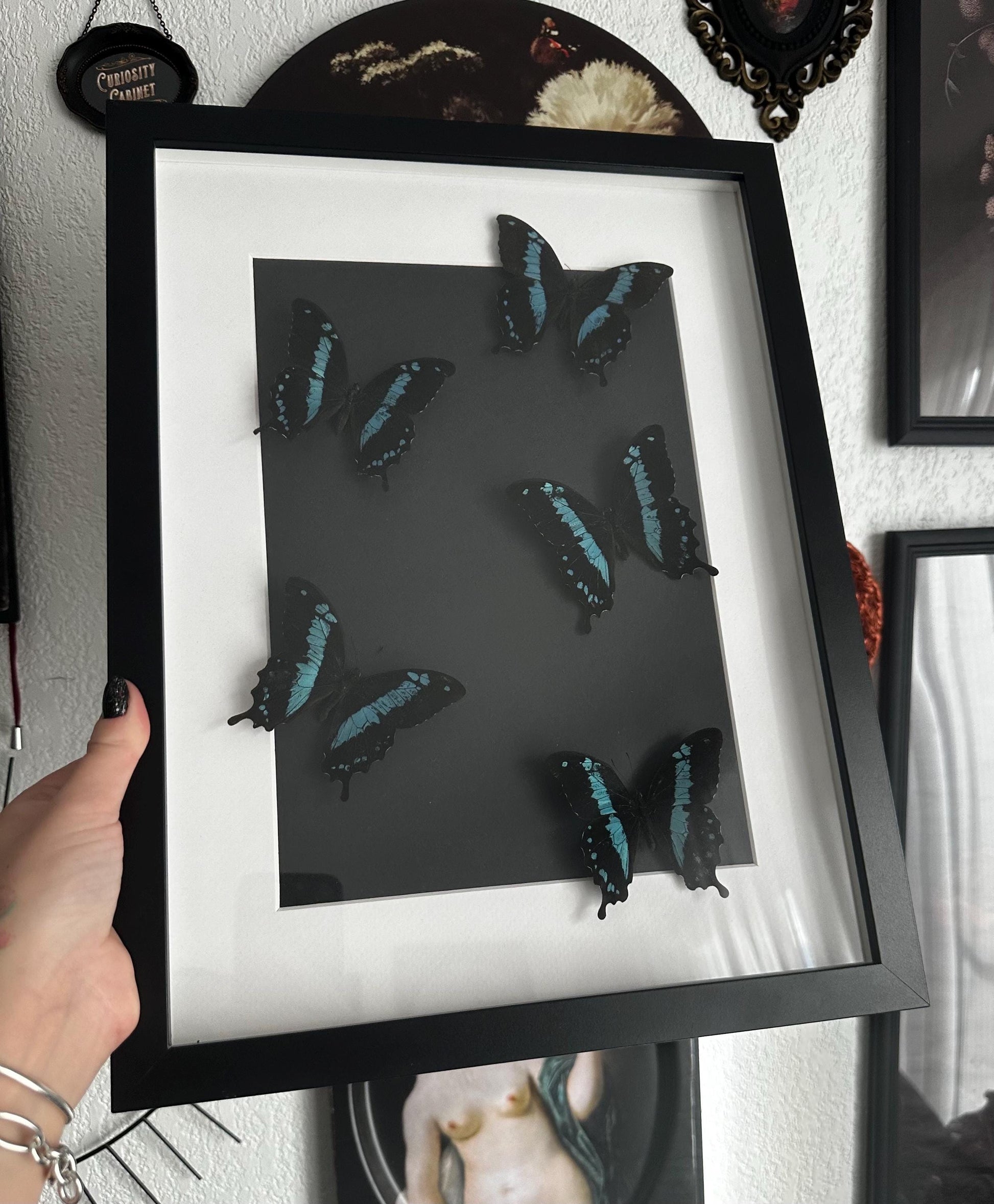 Superbe envolée de papillons naturalisés bleus et noir // entomologie, cabinet de curiosités, dark decor