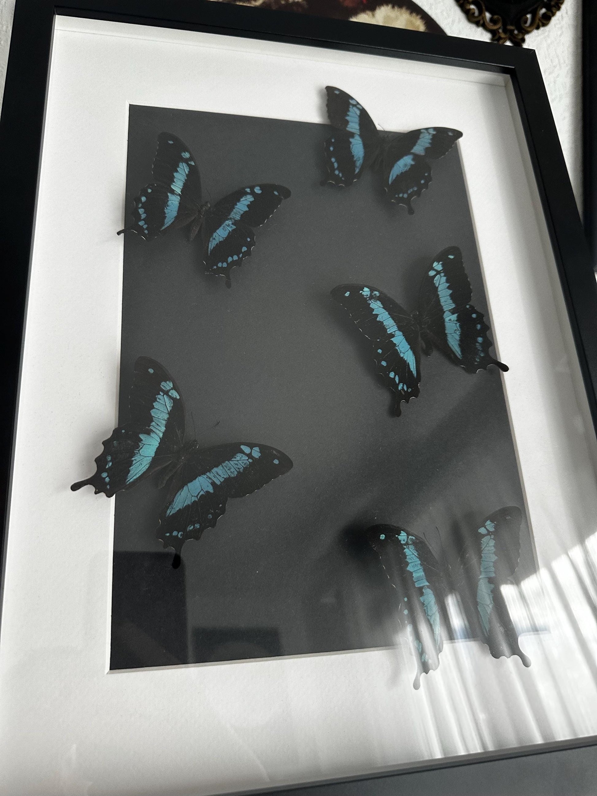 Superbe envolée de papillons naturalisés bleus et noir // entomologie, cabinet de curiosités, dark decor