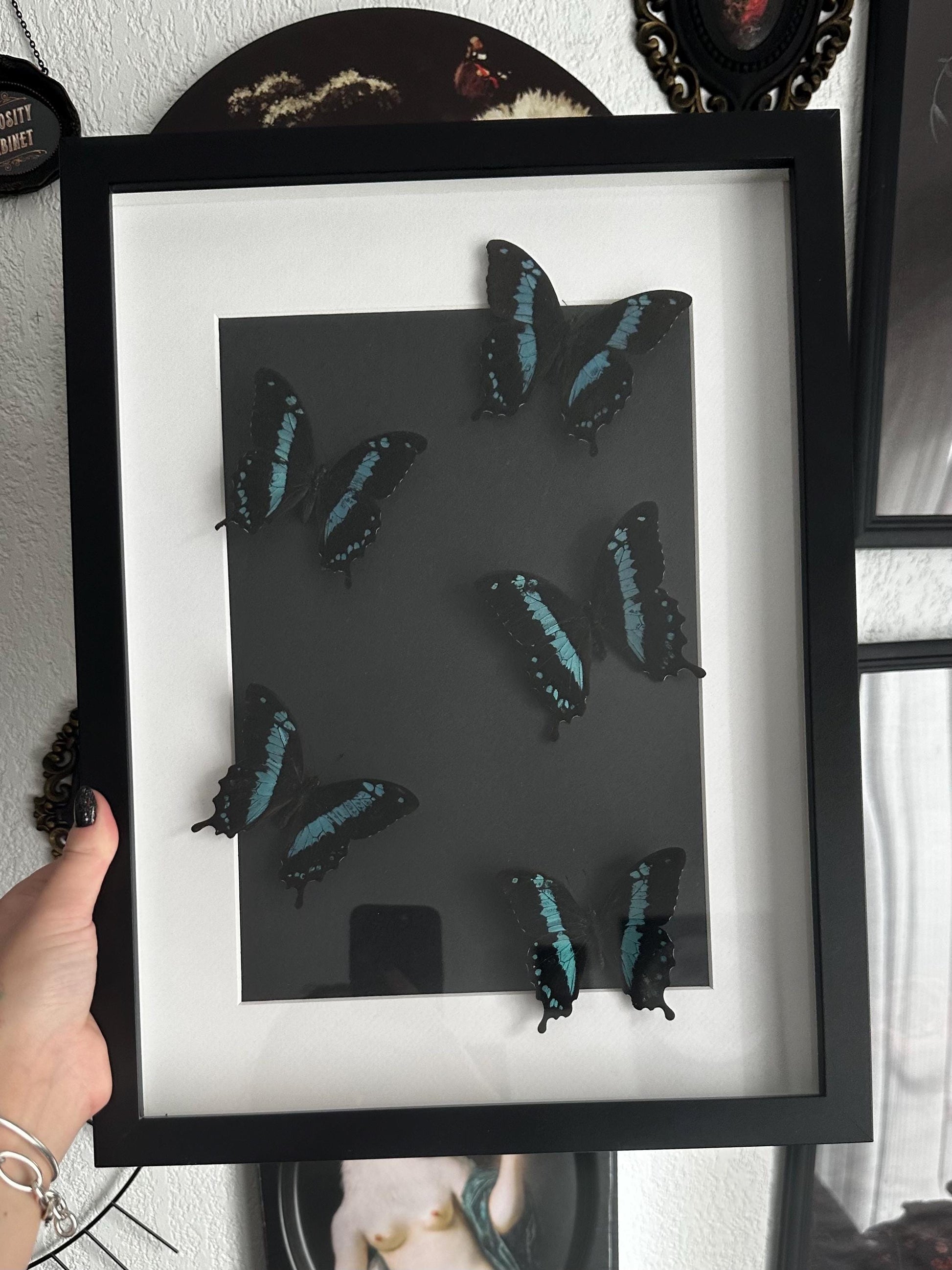 Superbe envolée de papillons naturalisés bleus et noir // entomologie, cabinet de curiosités, dark decor