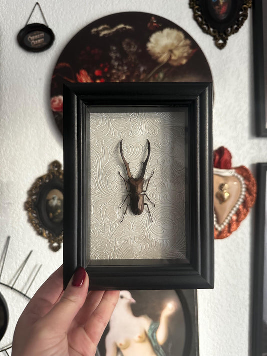 Véritable lucane (cyclommatus metalifer) couleur bronze dans un cadre baroque avec moulures // cabinet de curiosités, dark decor, oddity