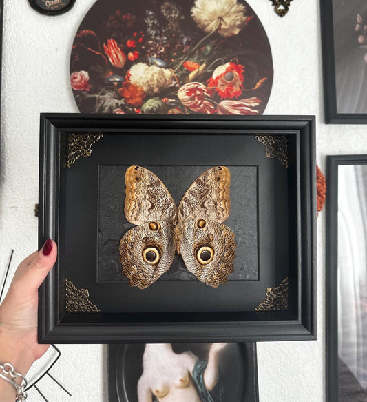 Magnifique papillon hibou (Caligo) dans un cadre avec moulures et ornements en bronze // entomologie, cabinet de curiosités, dark decor