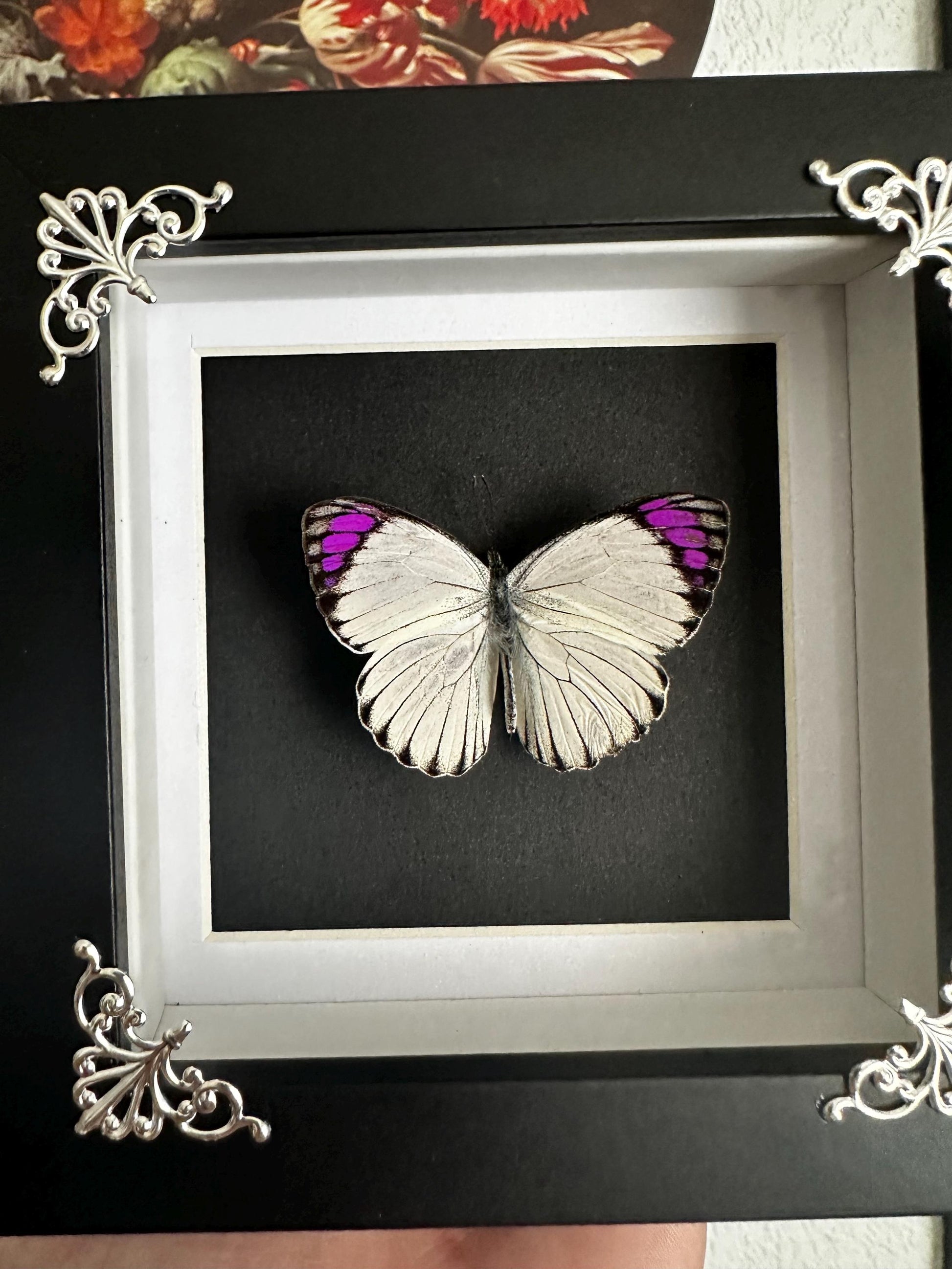 Véritable papillon blanc et violet naturalisé sous cadre vitrine carré noir // cabinet de curiosités, dark decor