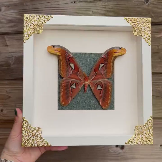 Imposant véritable papillon (Attacus Atlas) sous cadre avec ornements métalliques et fond vert / entomologie, curiosité, dark decor