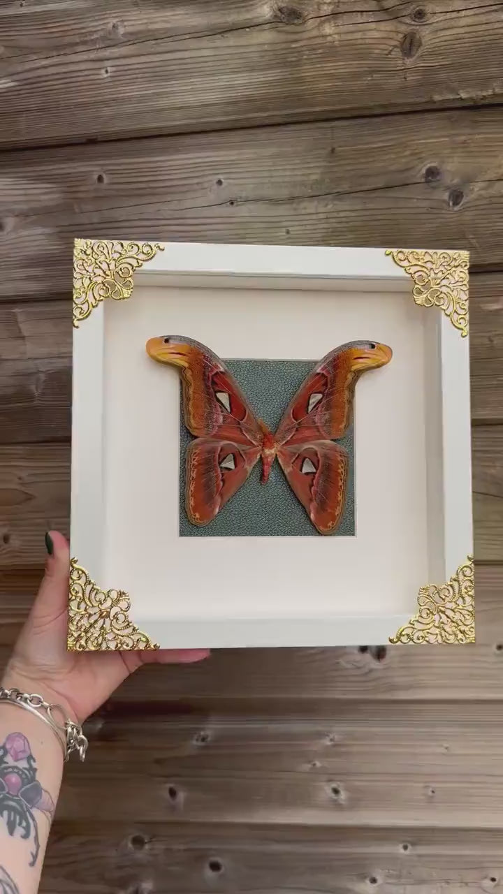 Imposant véritable papillon (Attacus Atlas) sous cadre avec ornements métalliques et fond vert / entomologie, curiosité, dark decor