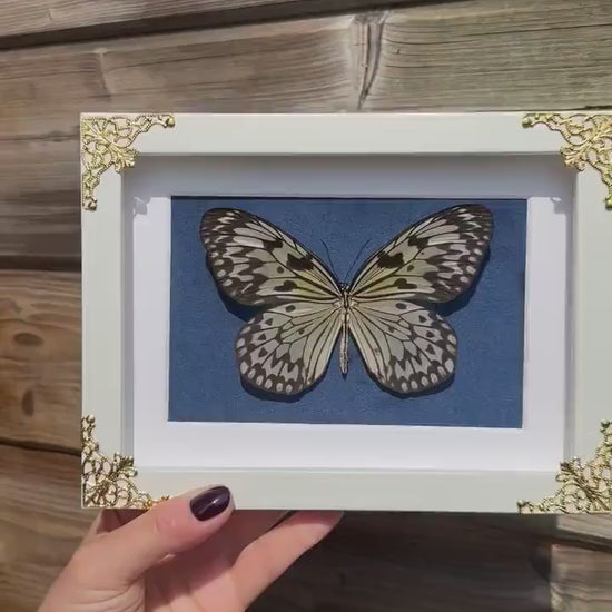 Véritable papillon blanc sous cadre vitrine avec détails métalliques et fond velours bleu // cabinet de curiosités, dark decor